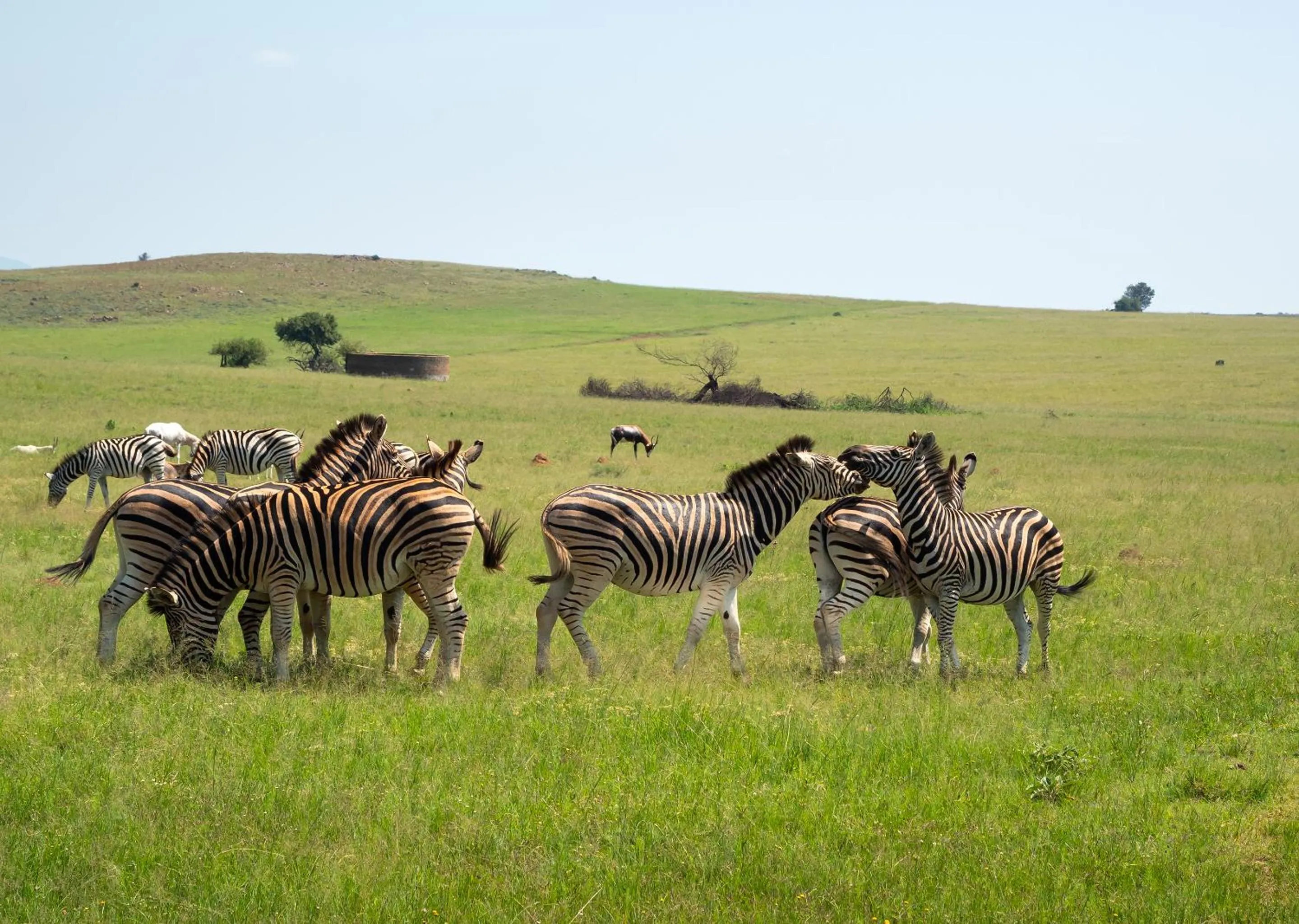 Animals in Mount Savannah Lodge by Dream Resorts