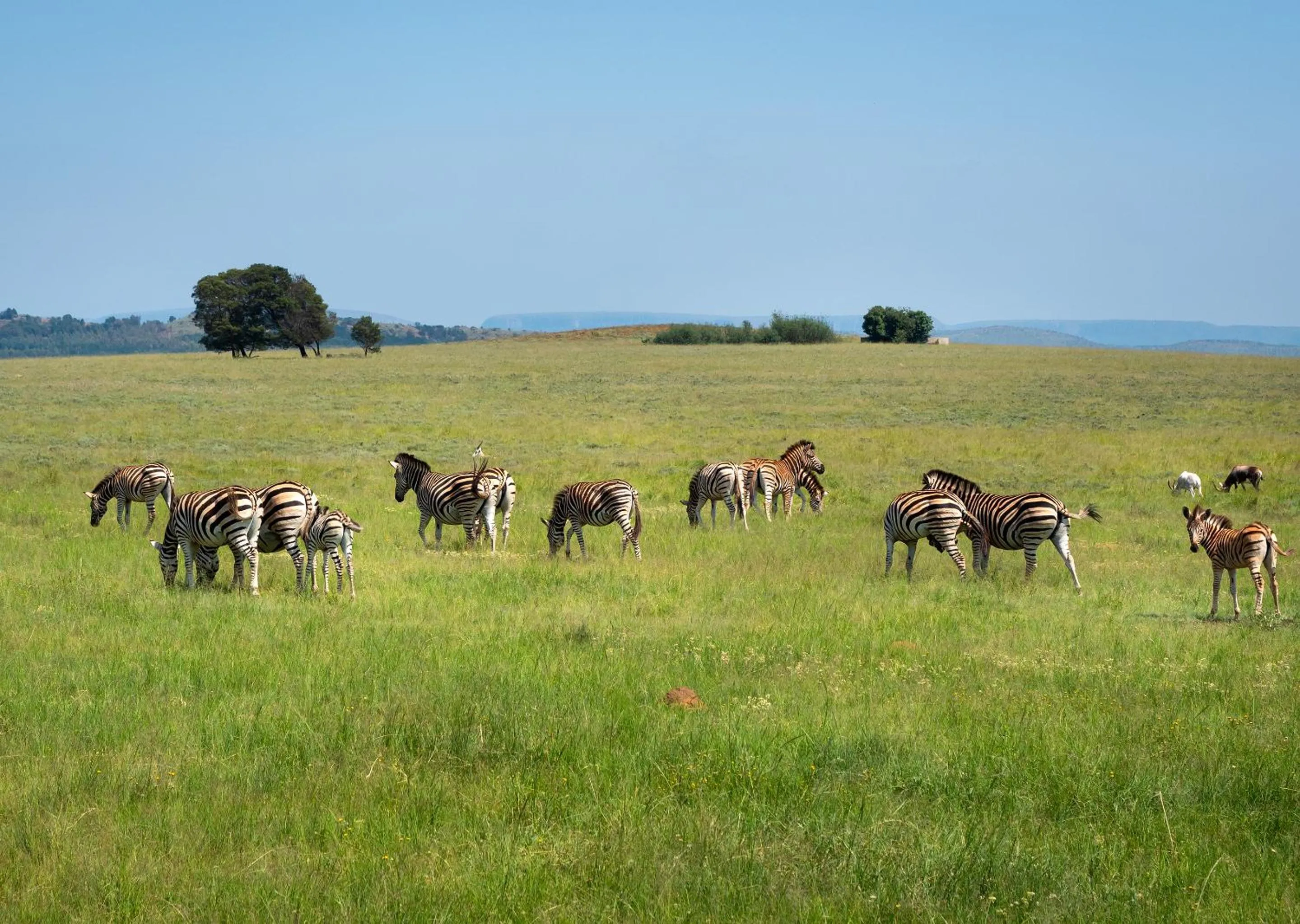 Animals in Mount Savannah Lodge by Dream Resorts