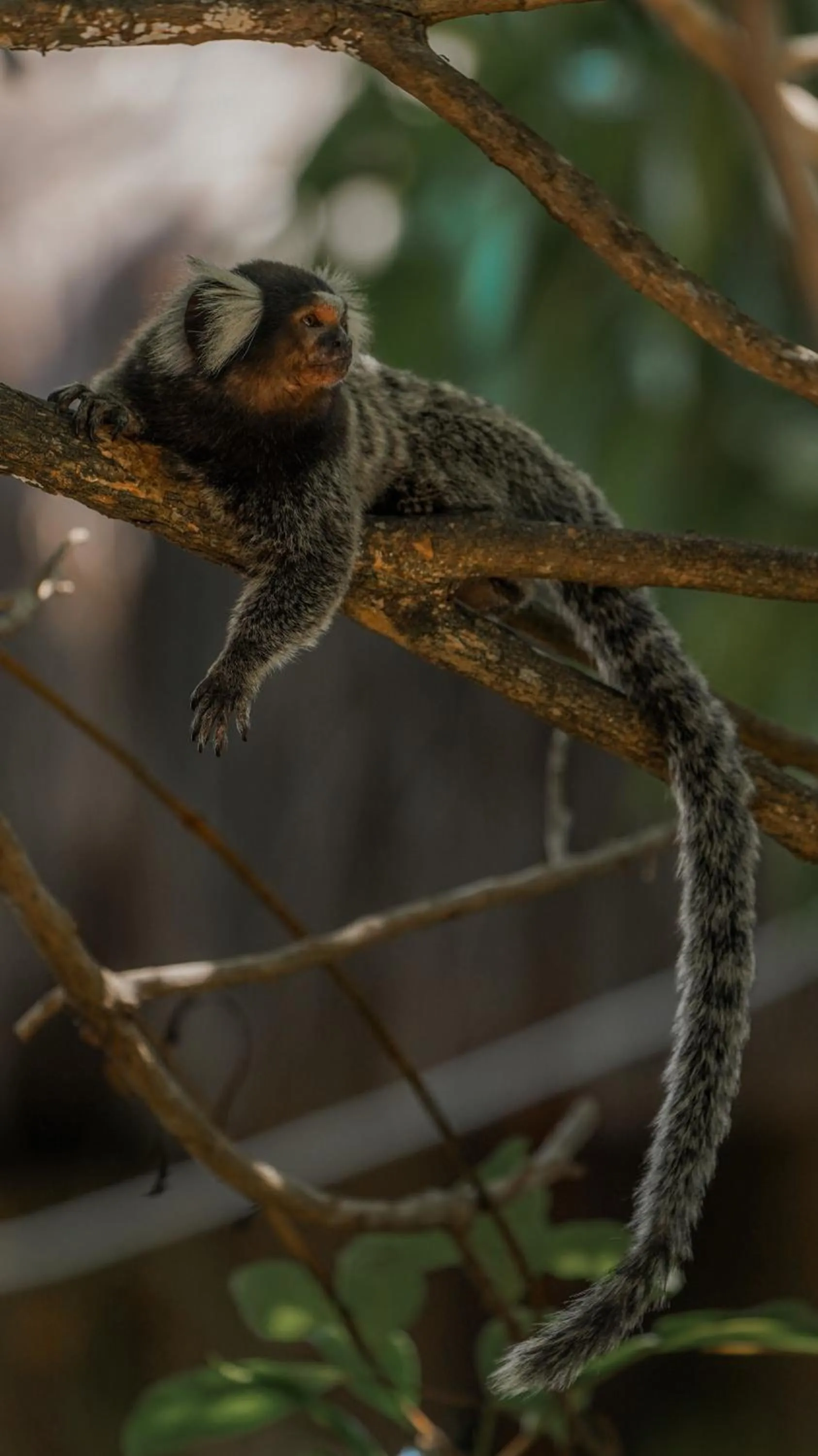 Animals in Pousada Morada dos Ventos