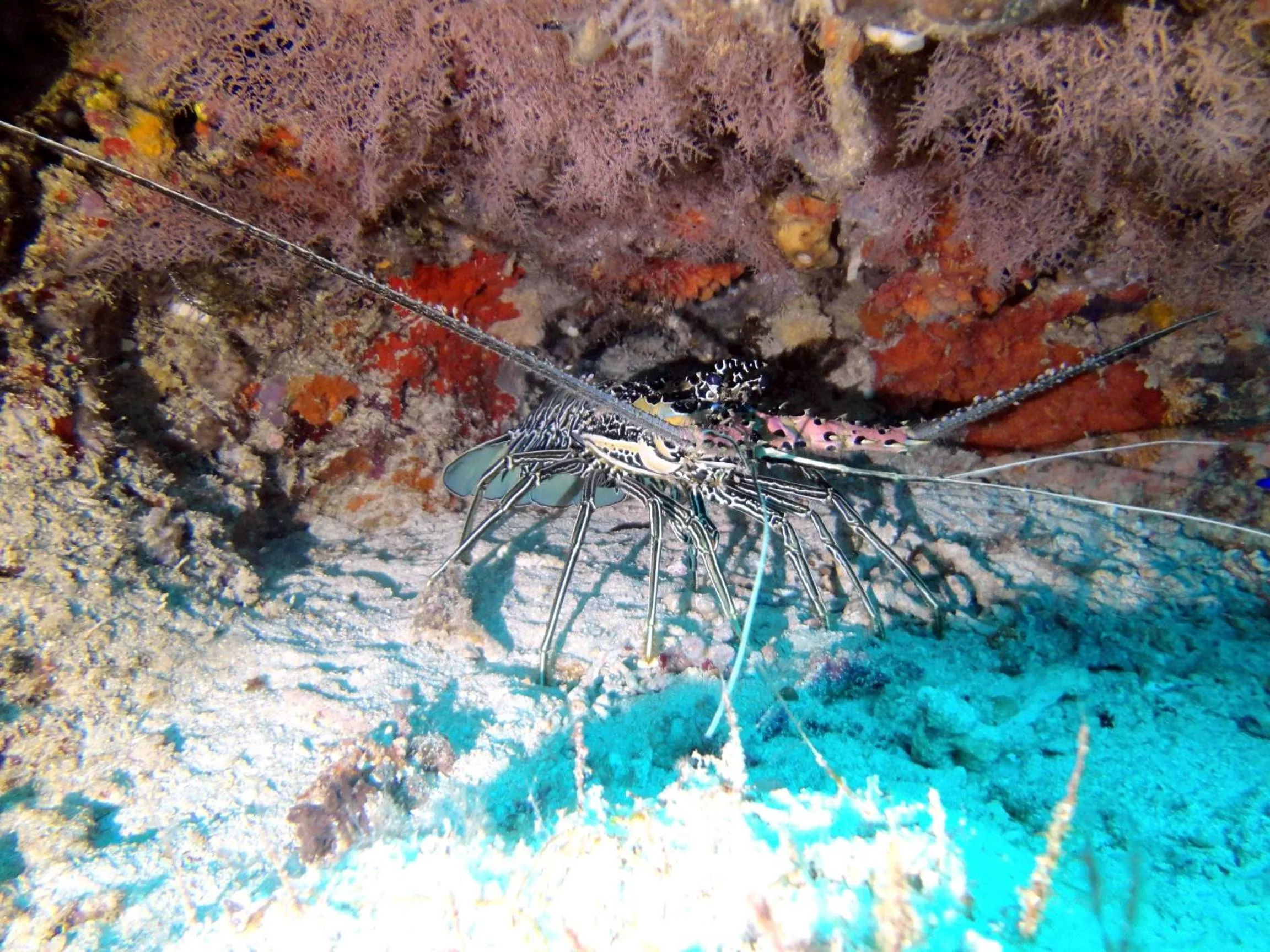 Diving in Budi Sun Resort