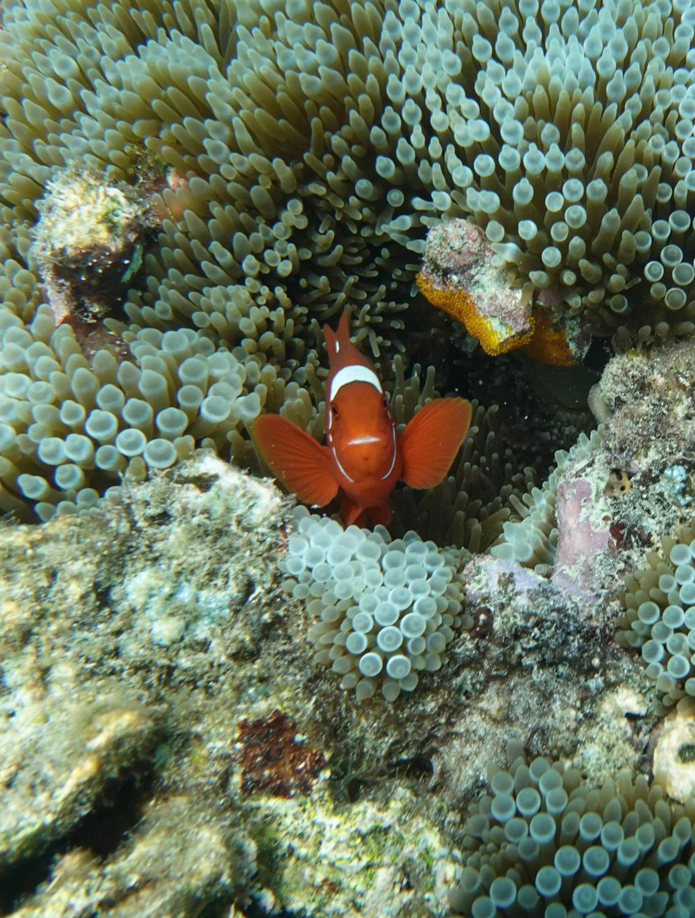 Diving in Budi Sun Resort