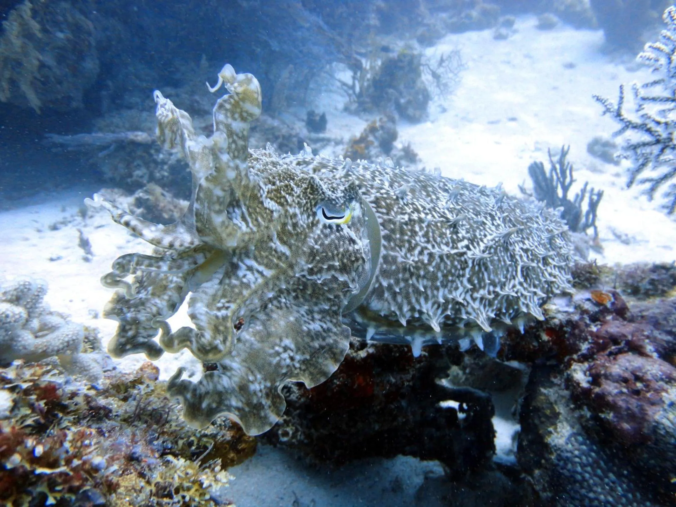 Diving in Budi Sun Resort