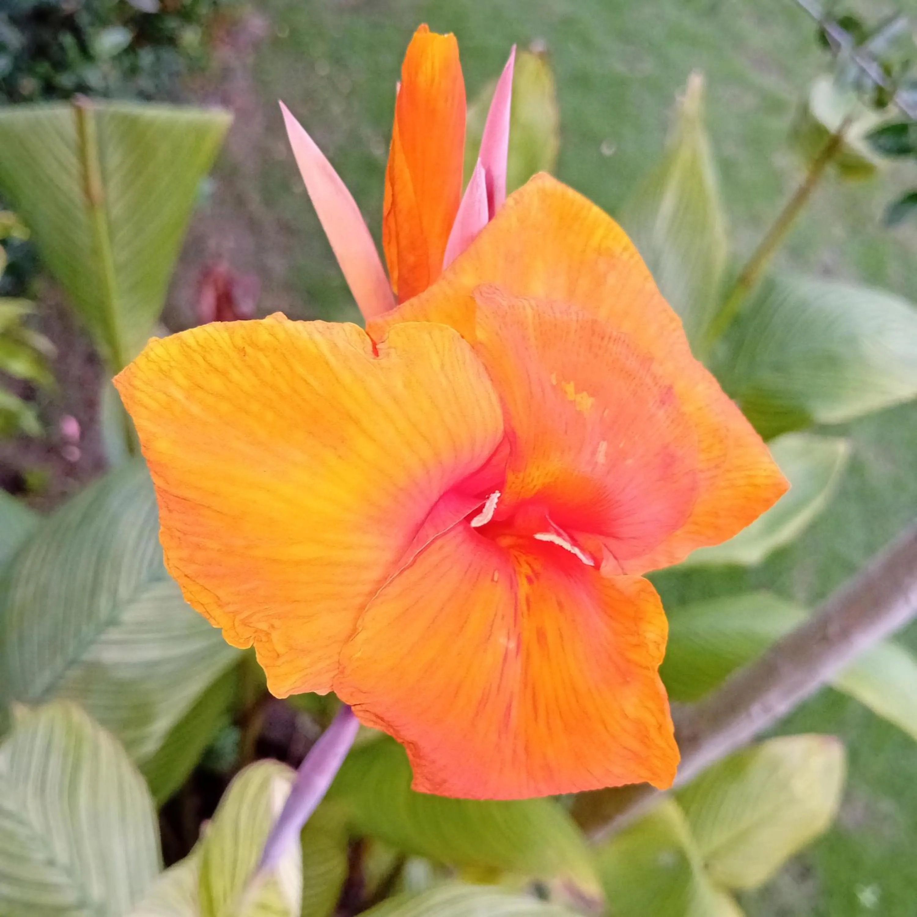 Garden in Budi Sun Resort