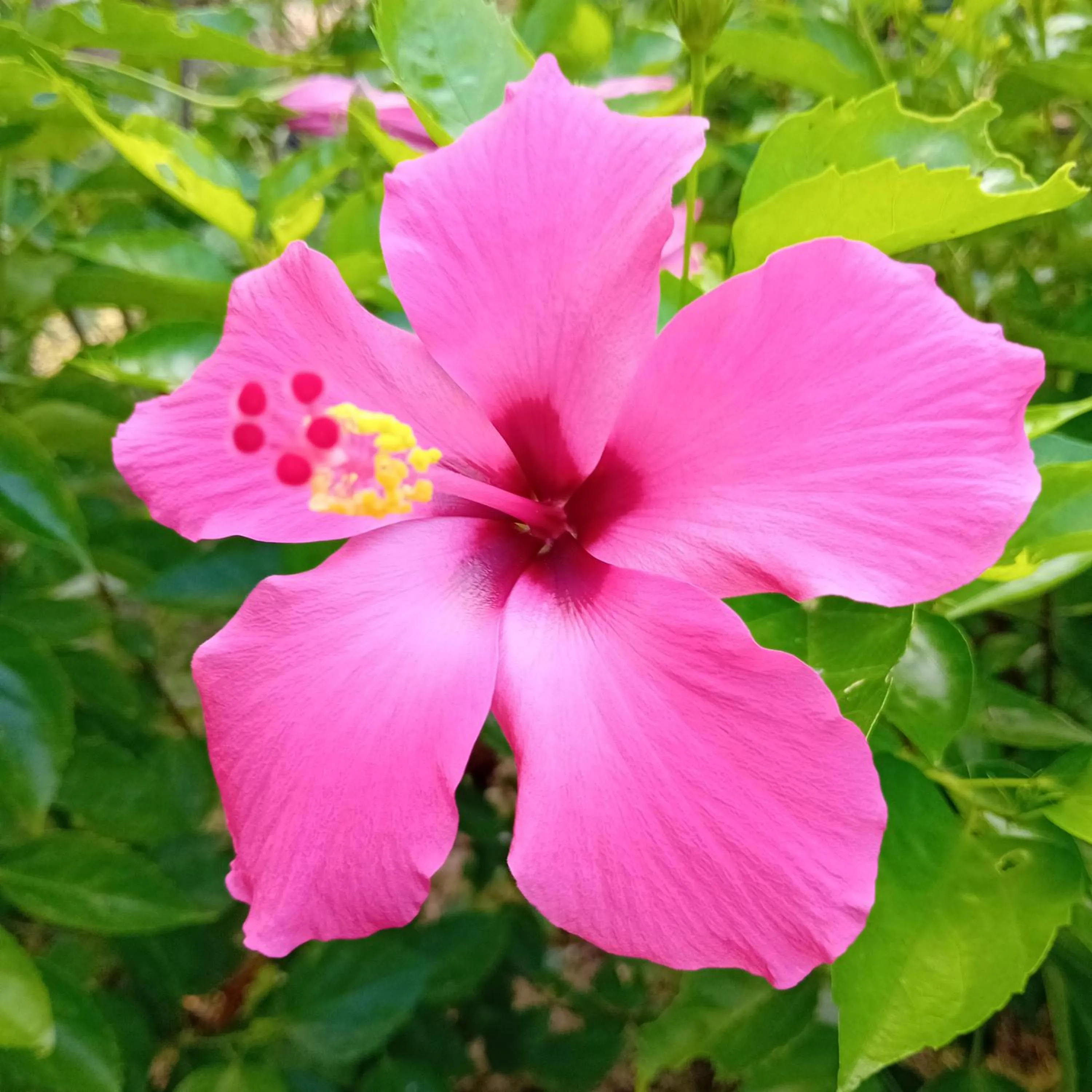 Garden in Budi Sun Resort