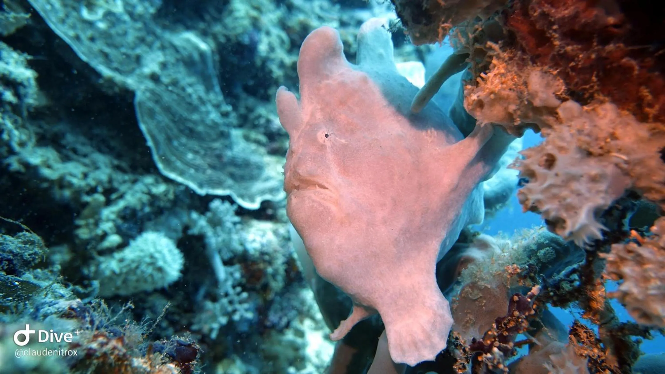 Diving in Budi Sun Resort