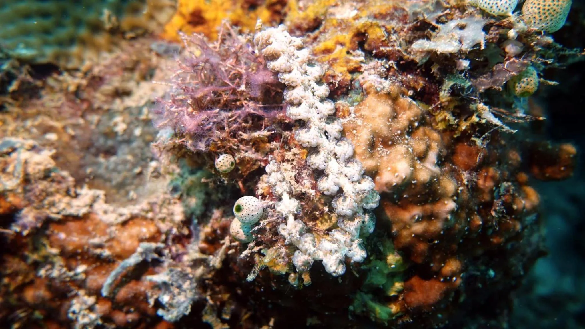 Diving in Budi Sun Resort