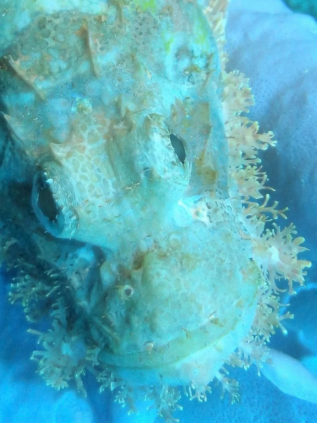 Diving in Budi Sun Resort