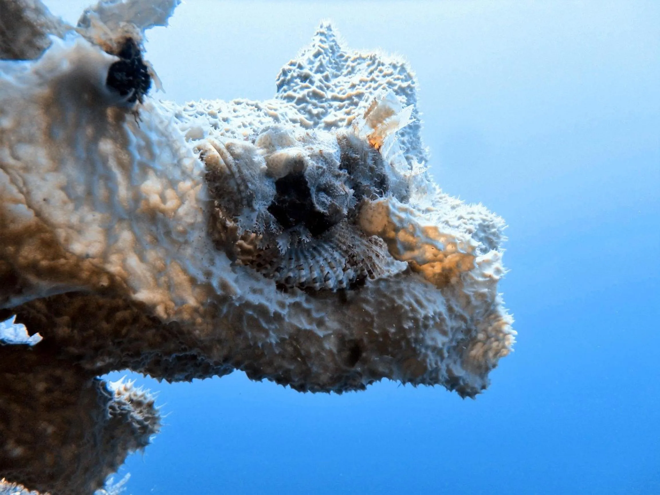 Diving in Budi Sun Resort