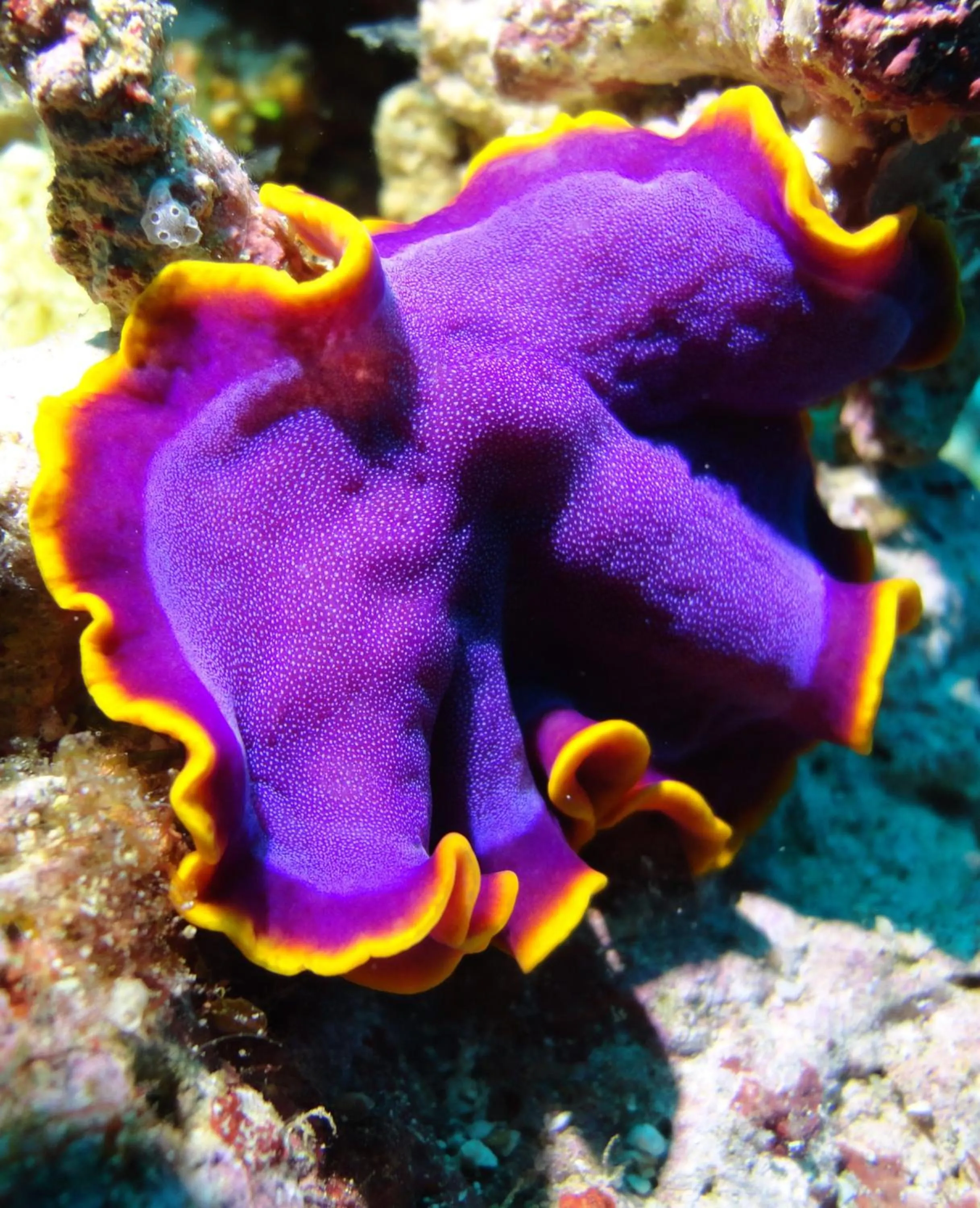 Diving in Budi Sun Resort