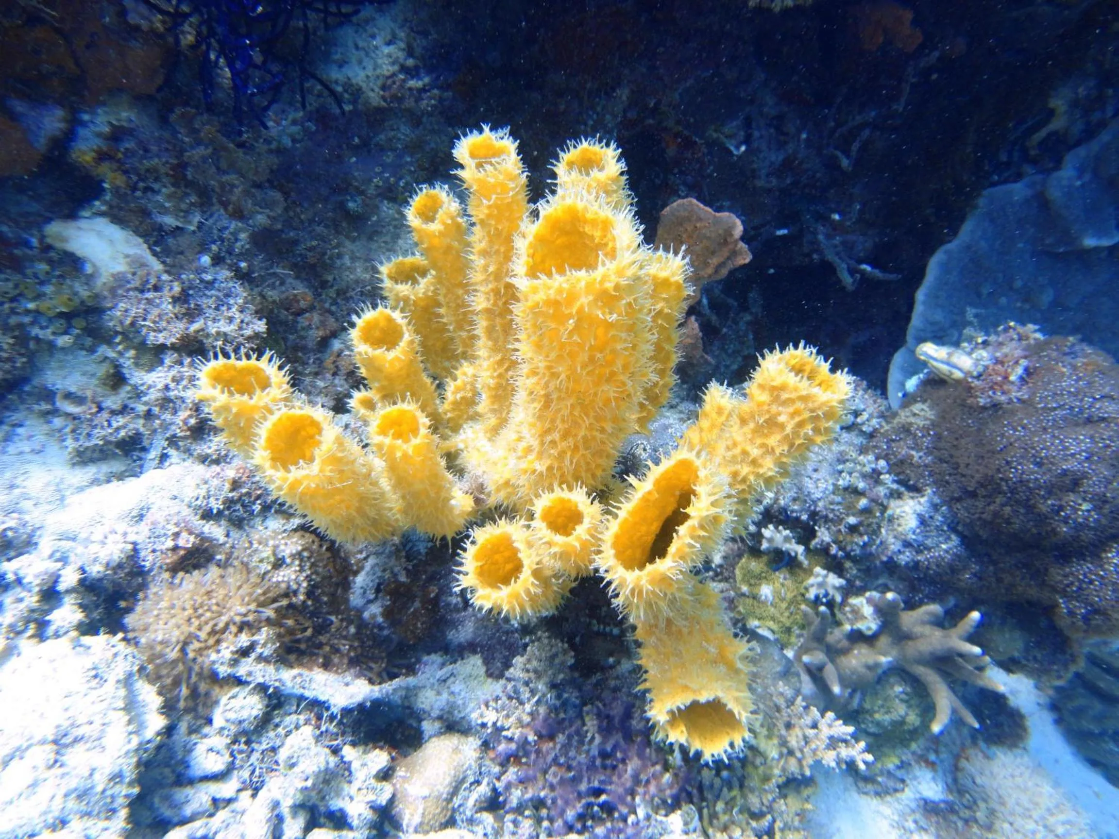 Diving in Budi Sun Resort