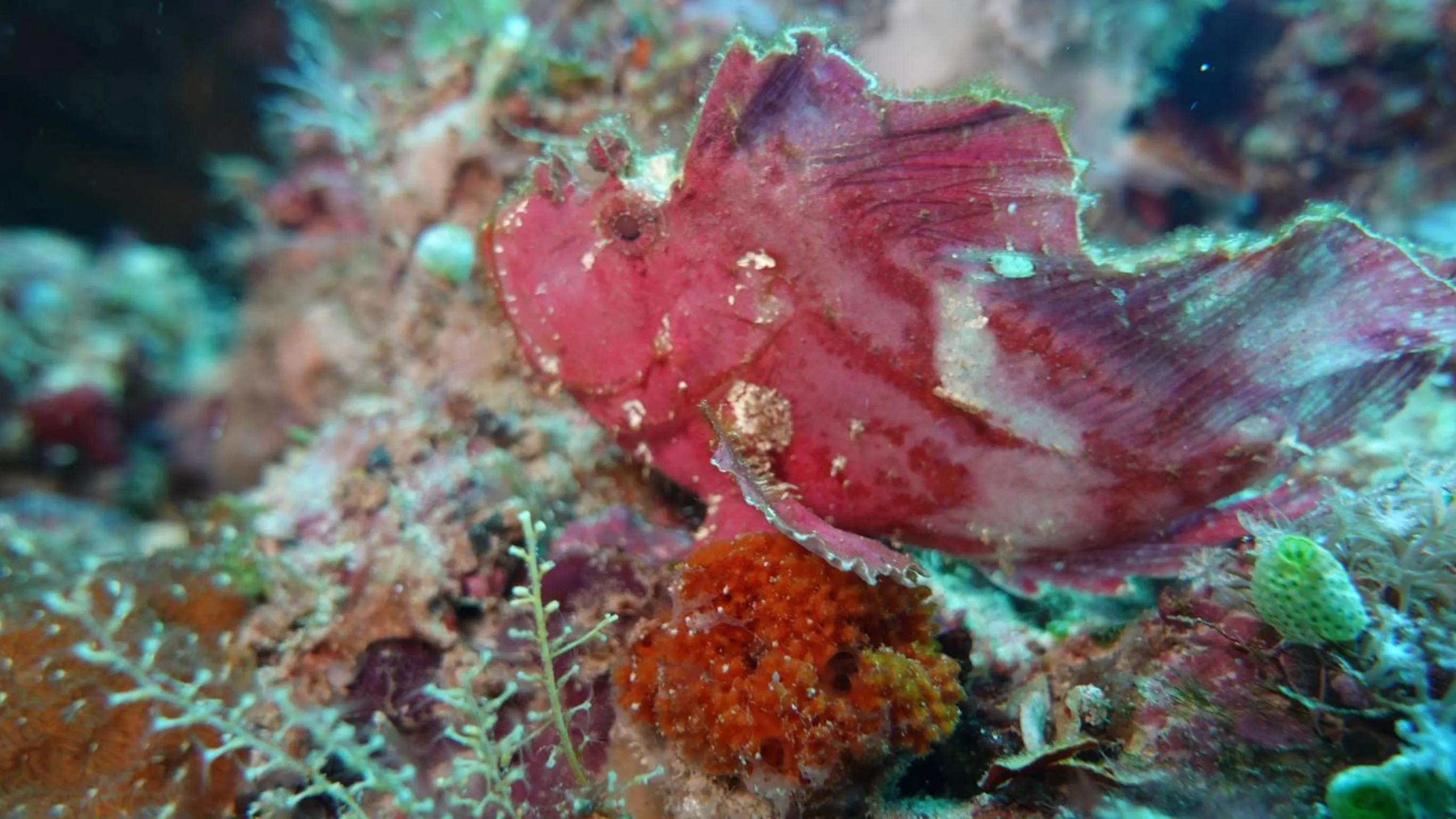 Diving in Budi Sun Resort