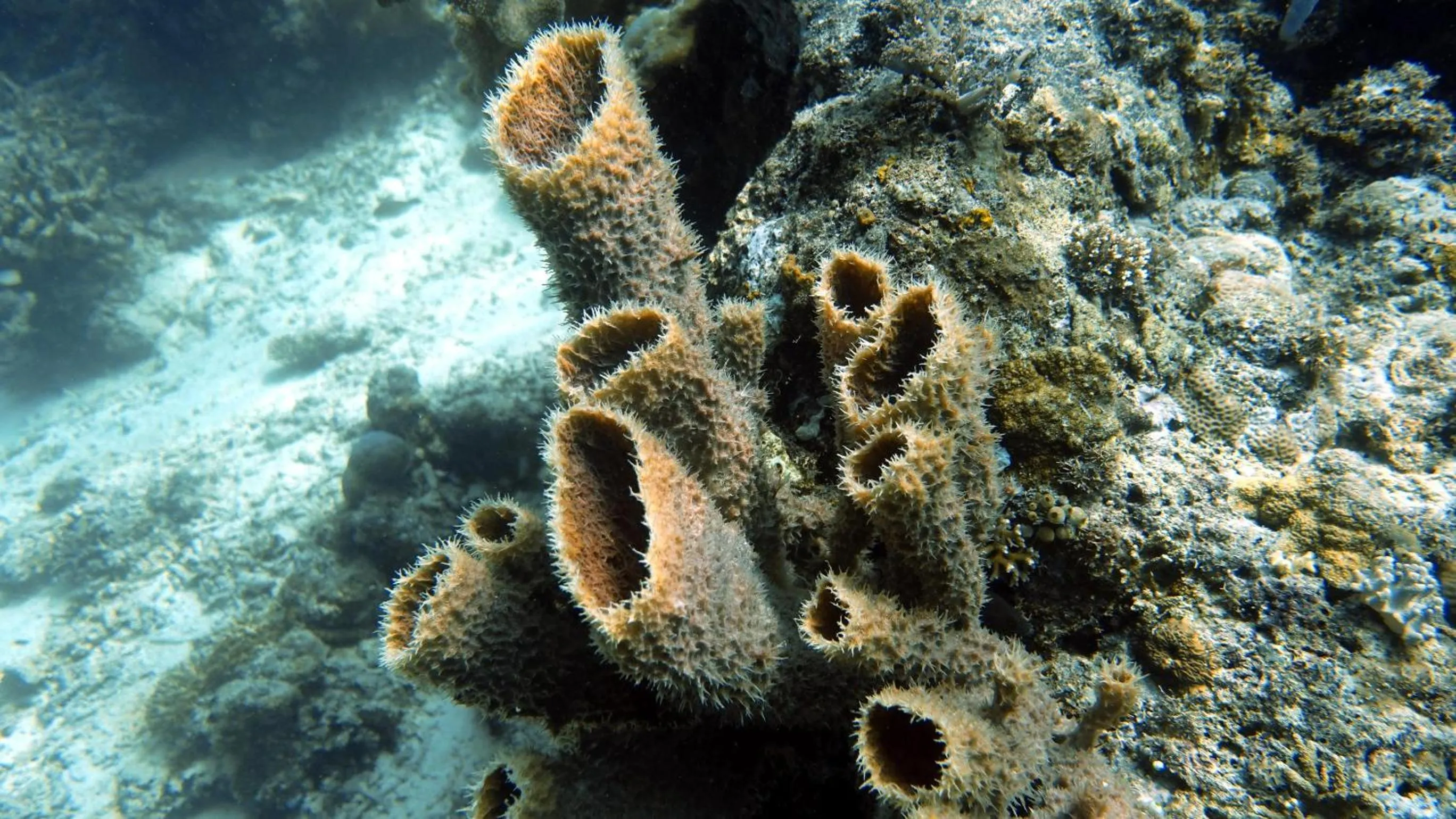 Diving in Budi Sun Resort