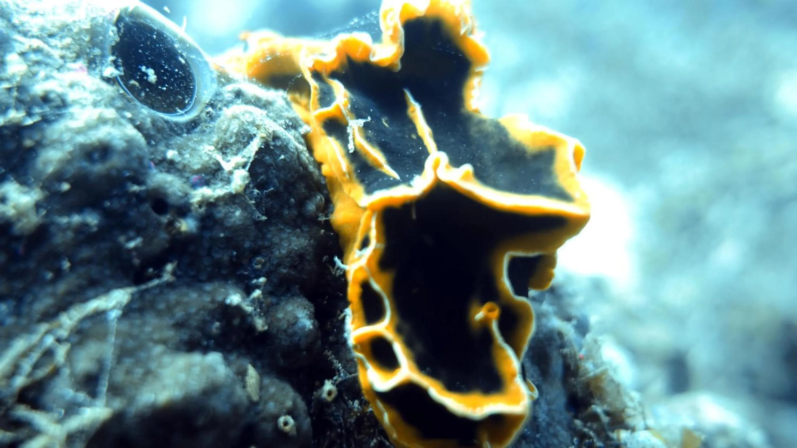 Diving in Budi Sun Resort