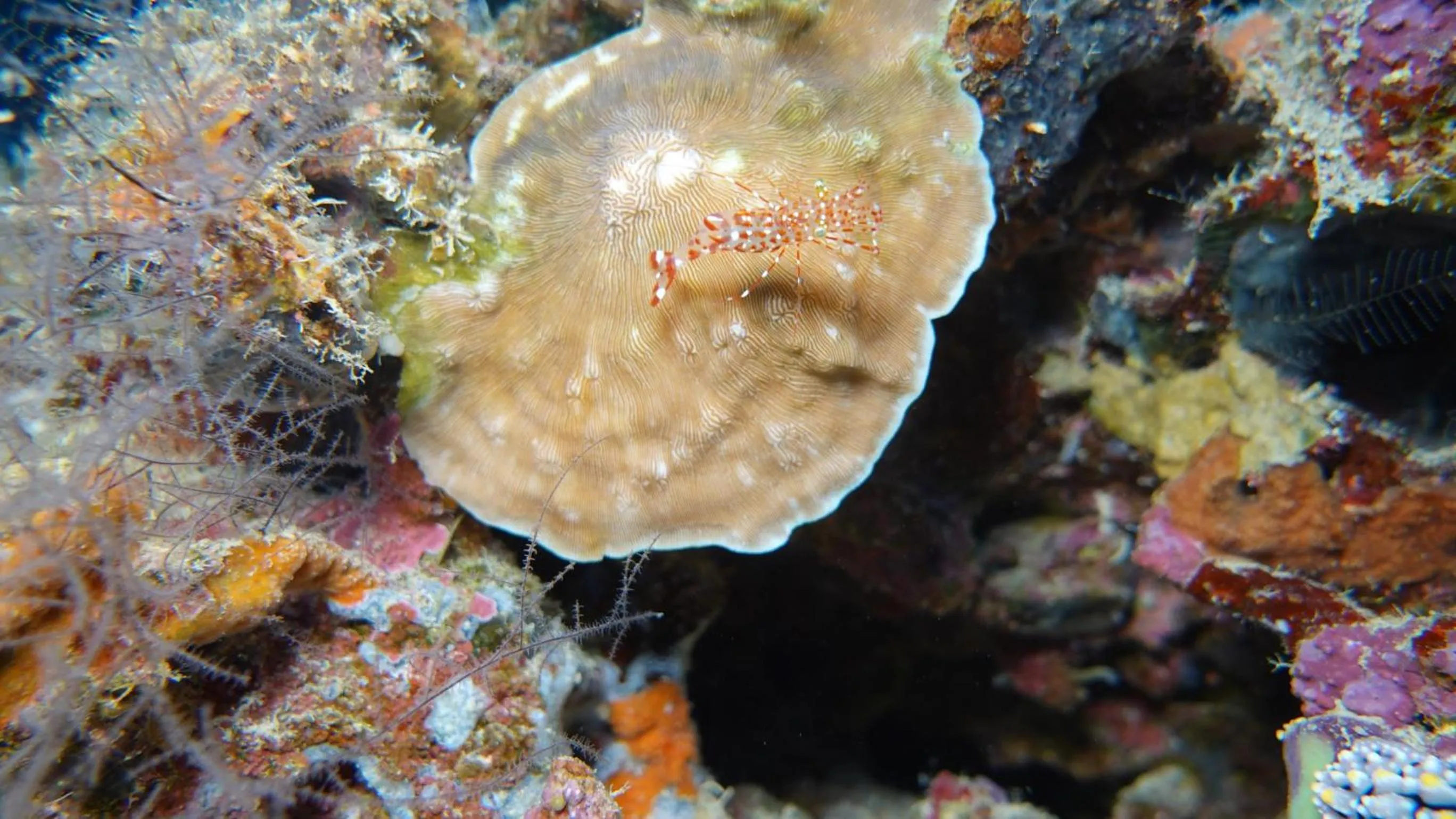 Diving in Budi Sun Resort