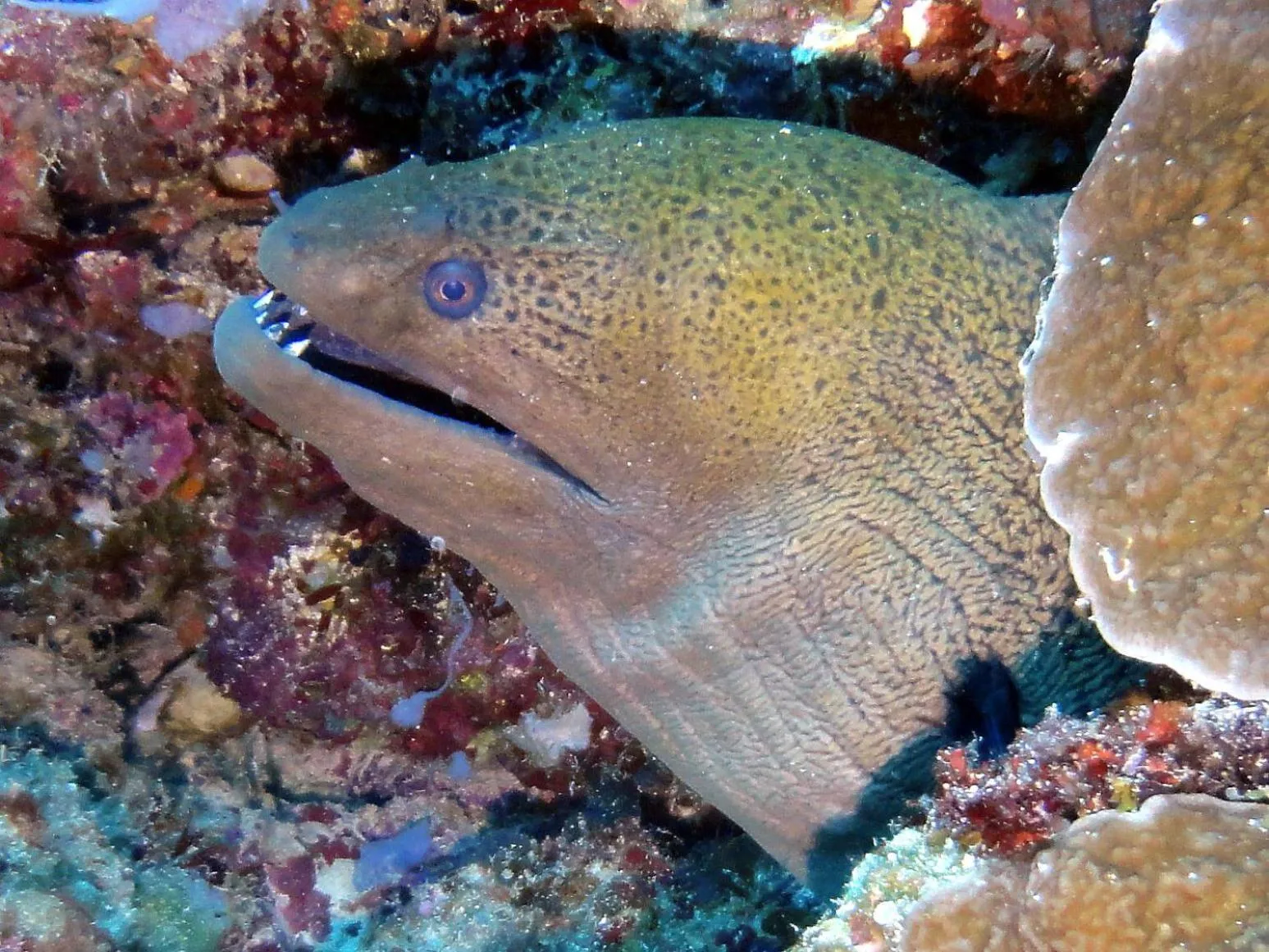 Diving in Budi Sun Resort