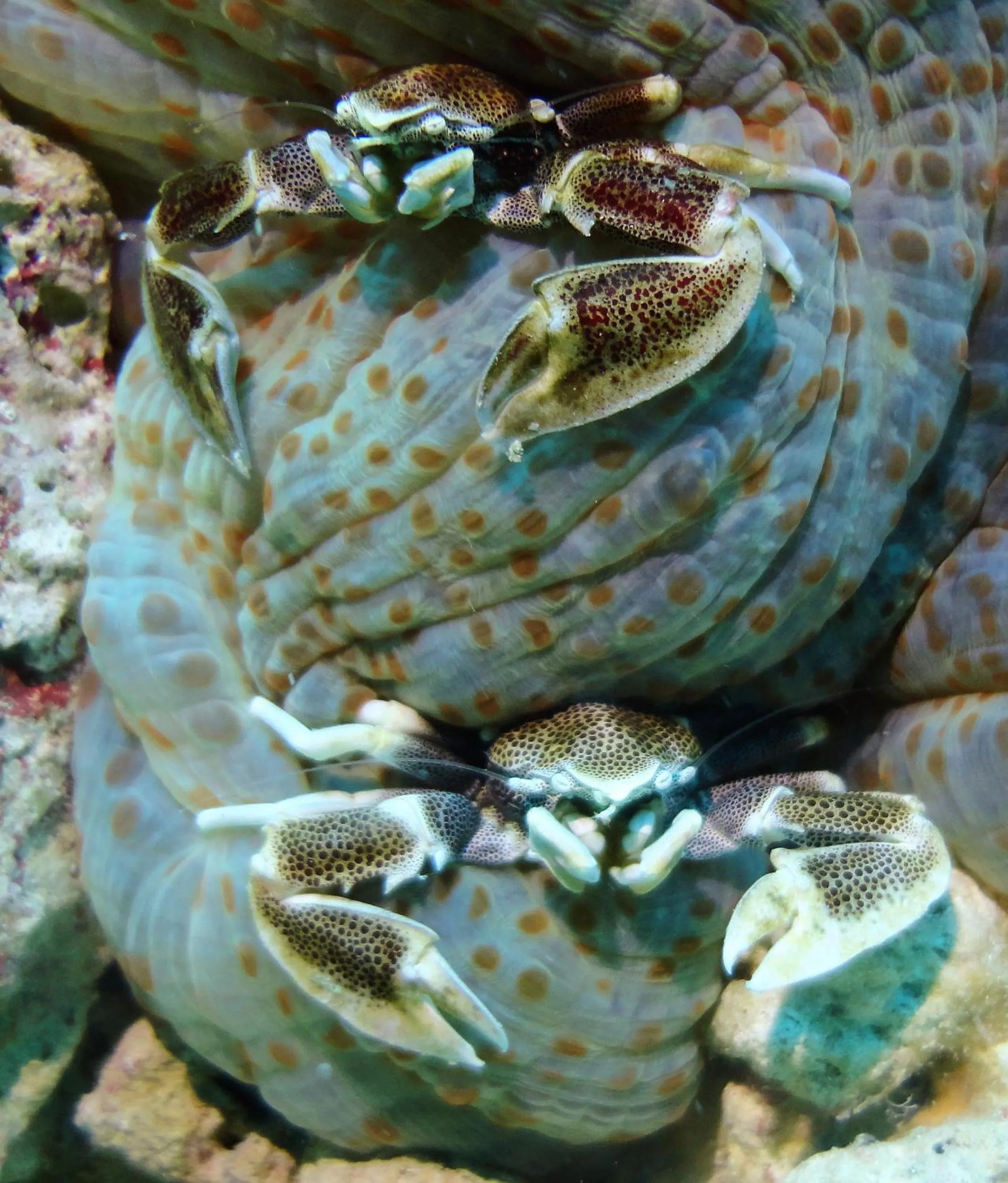 Diving in Budi Sun Resort