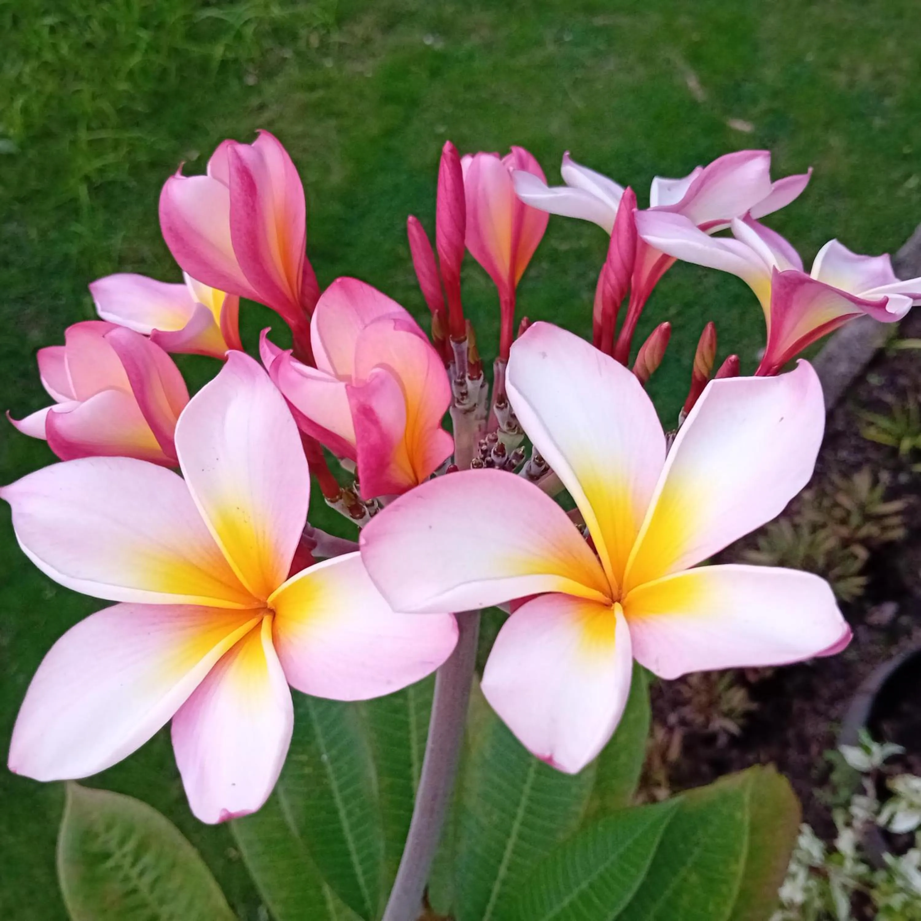 Garden in Budi Sun Resort