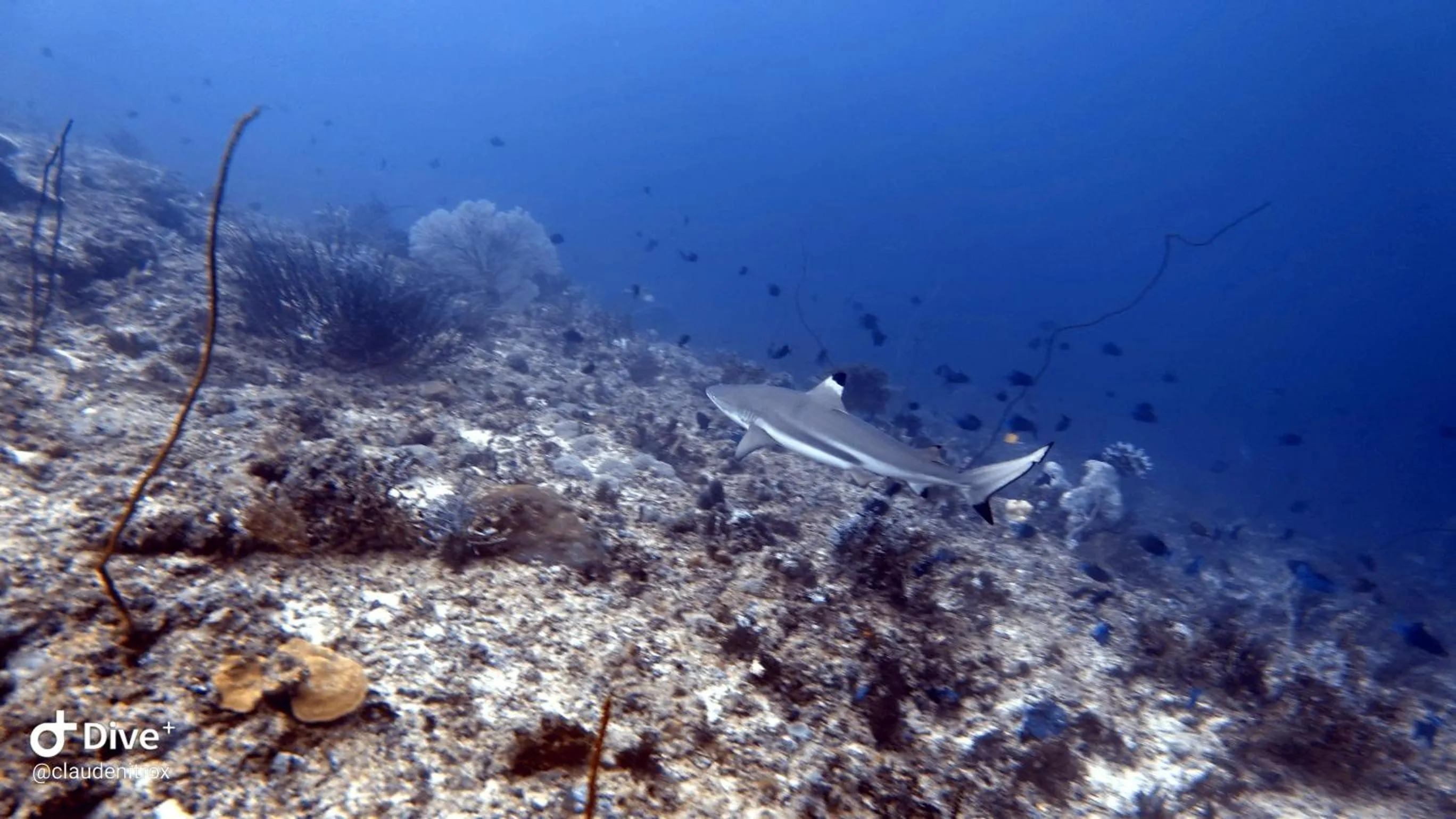Diving in Budi Sun Resort