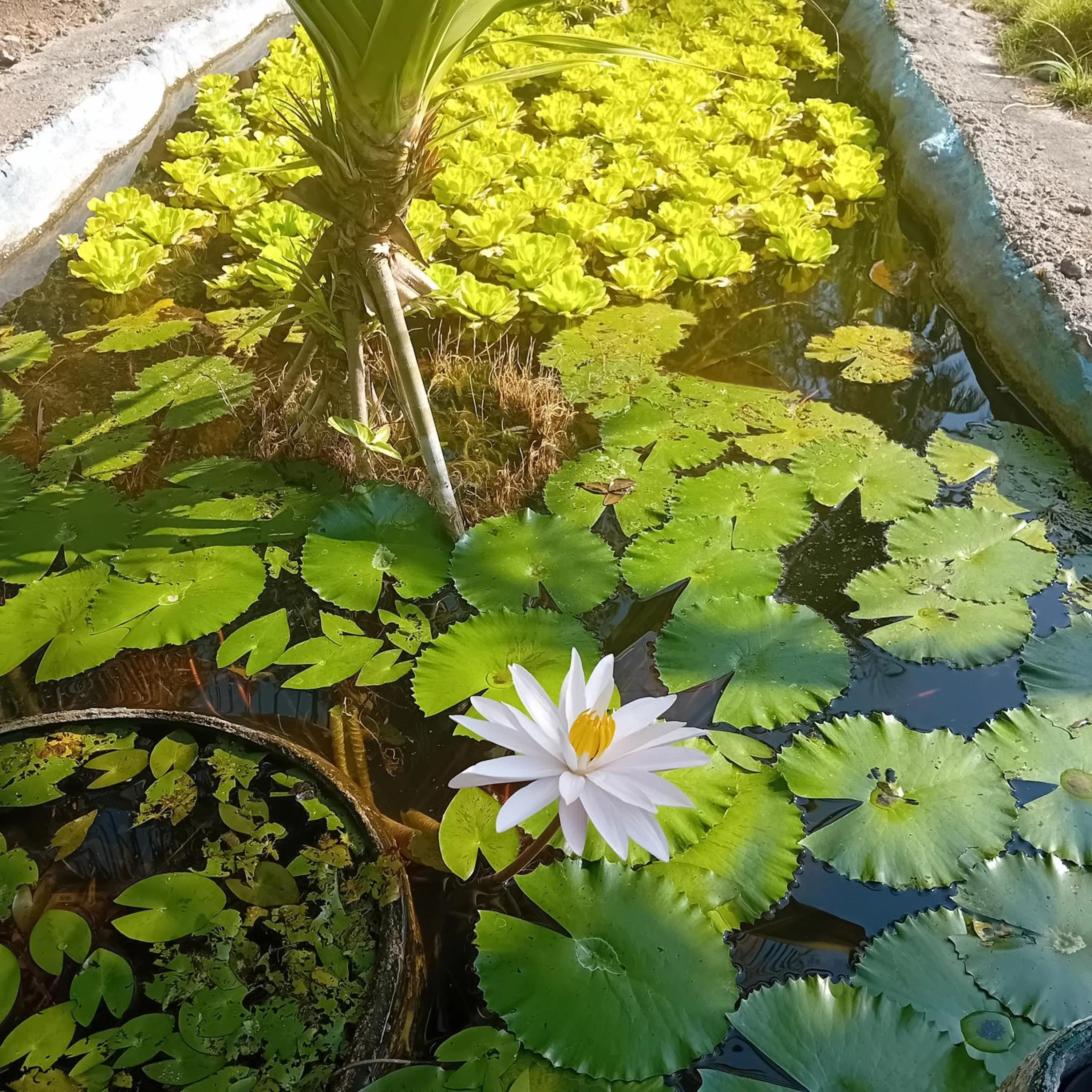 Garden in Budi Sun Resort