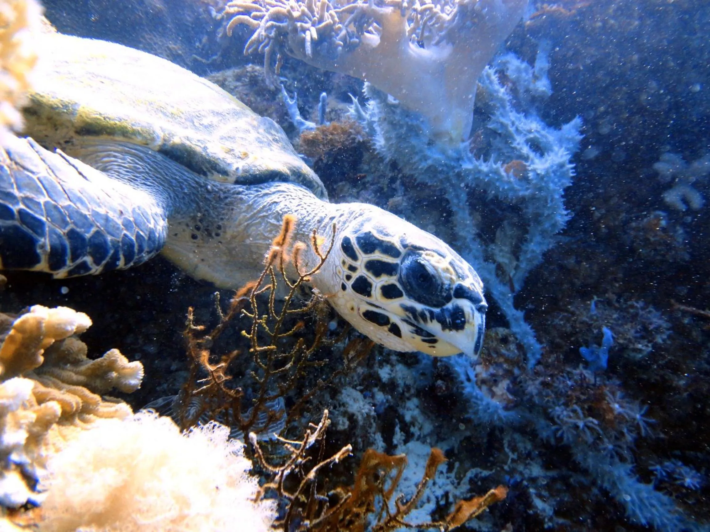 Diving in Budi Sun Resort