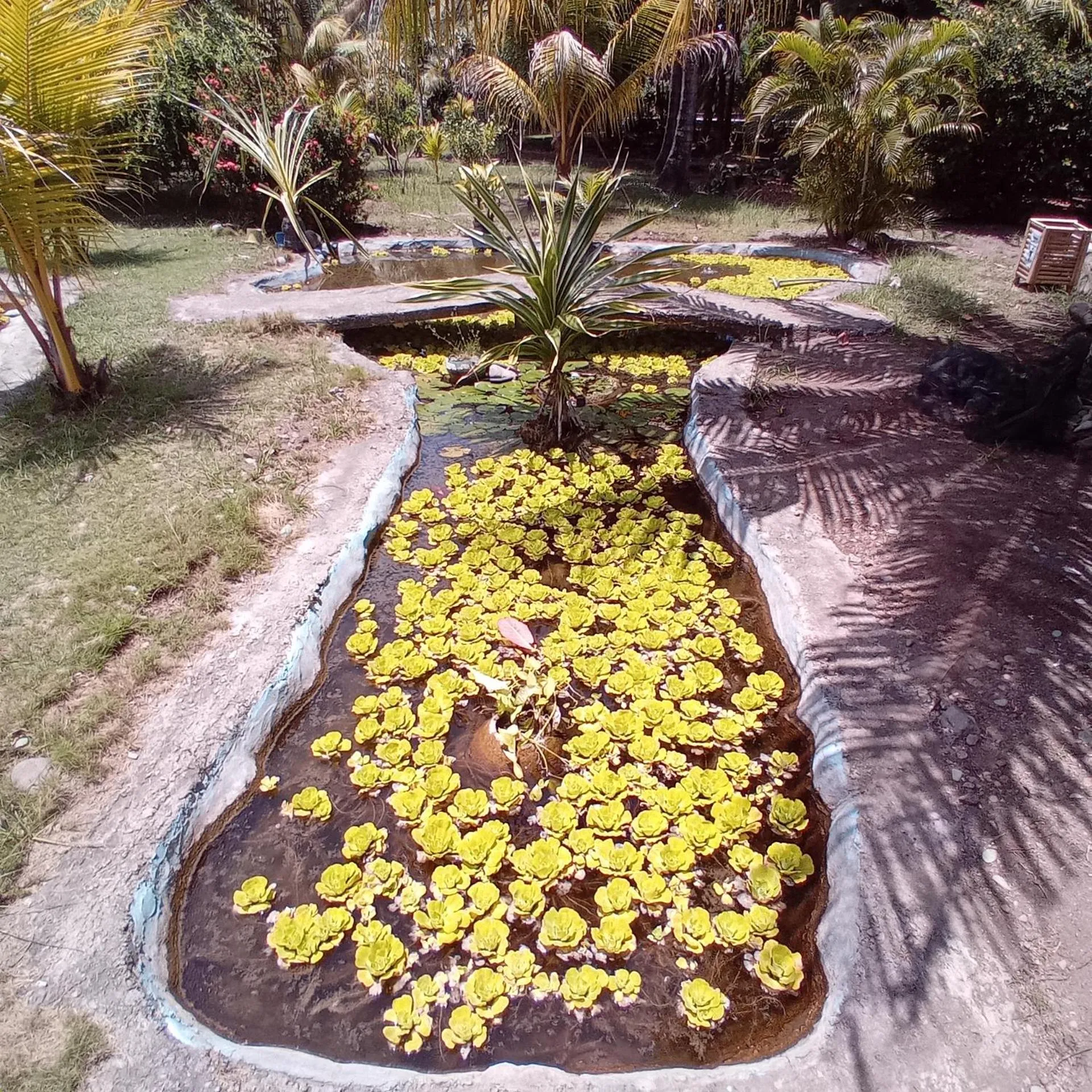 Garden in Budi Sun Resort