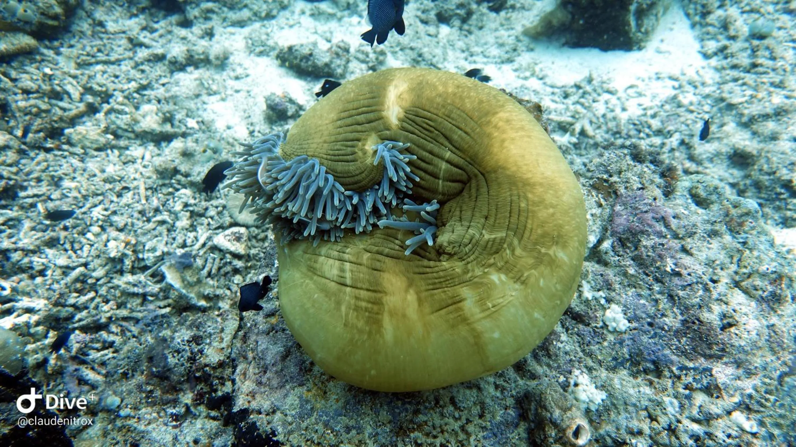 Diving in Budi Sun Resort