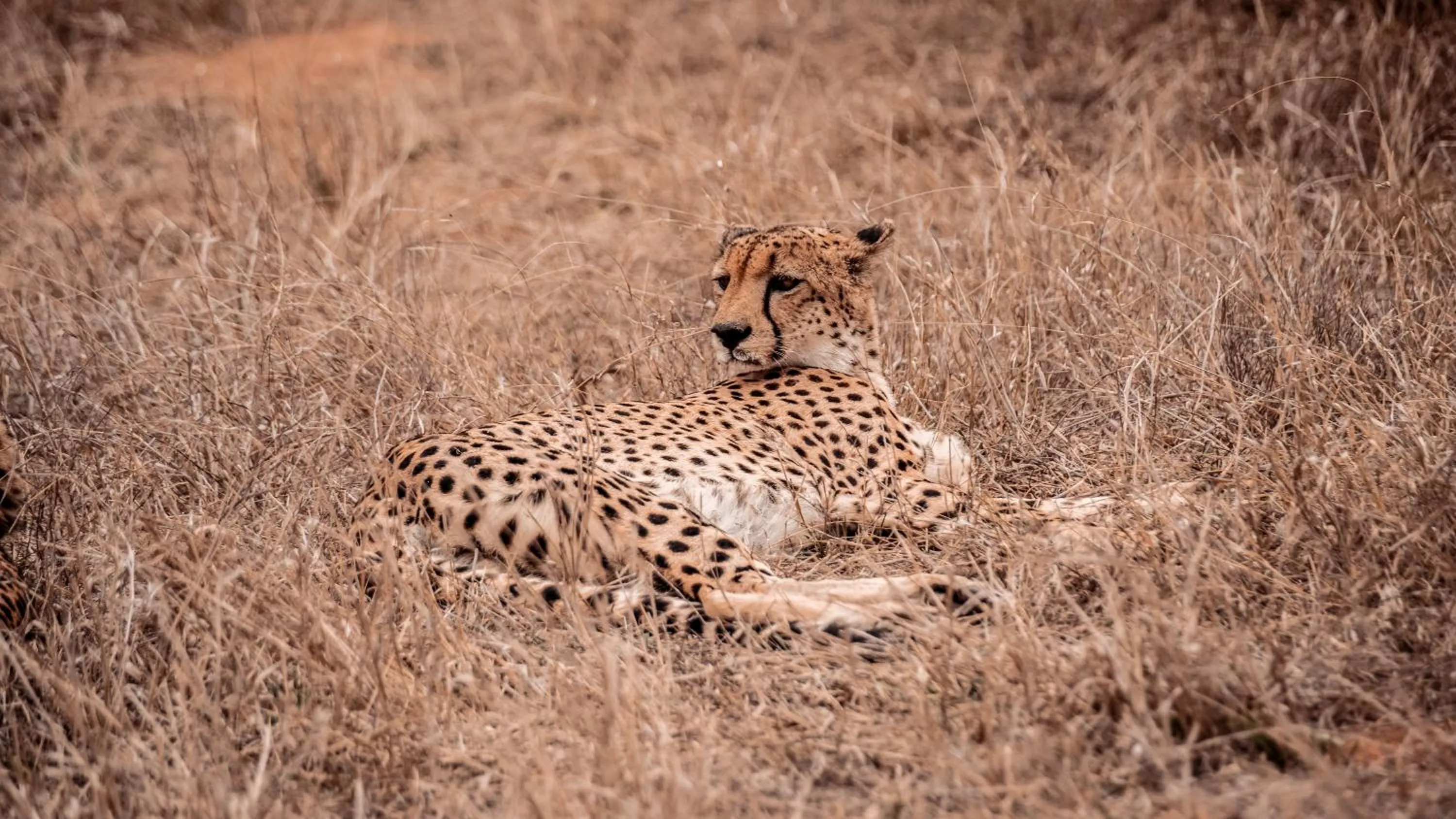 Animals in Tshukudu Game Lodge