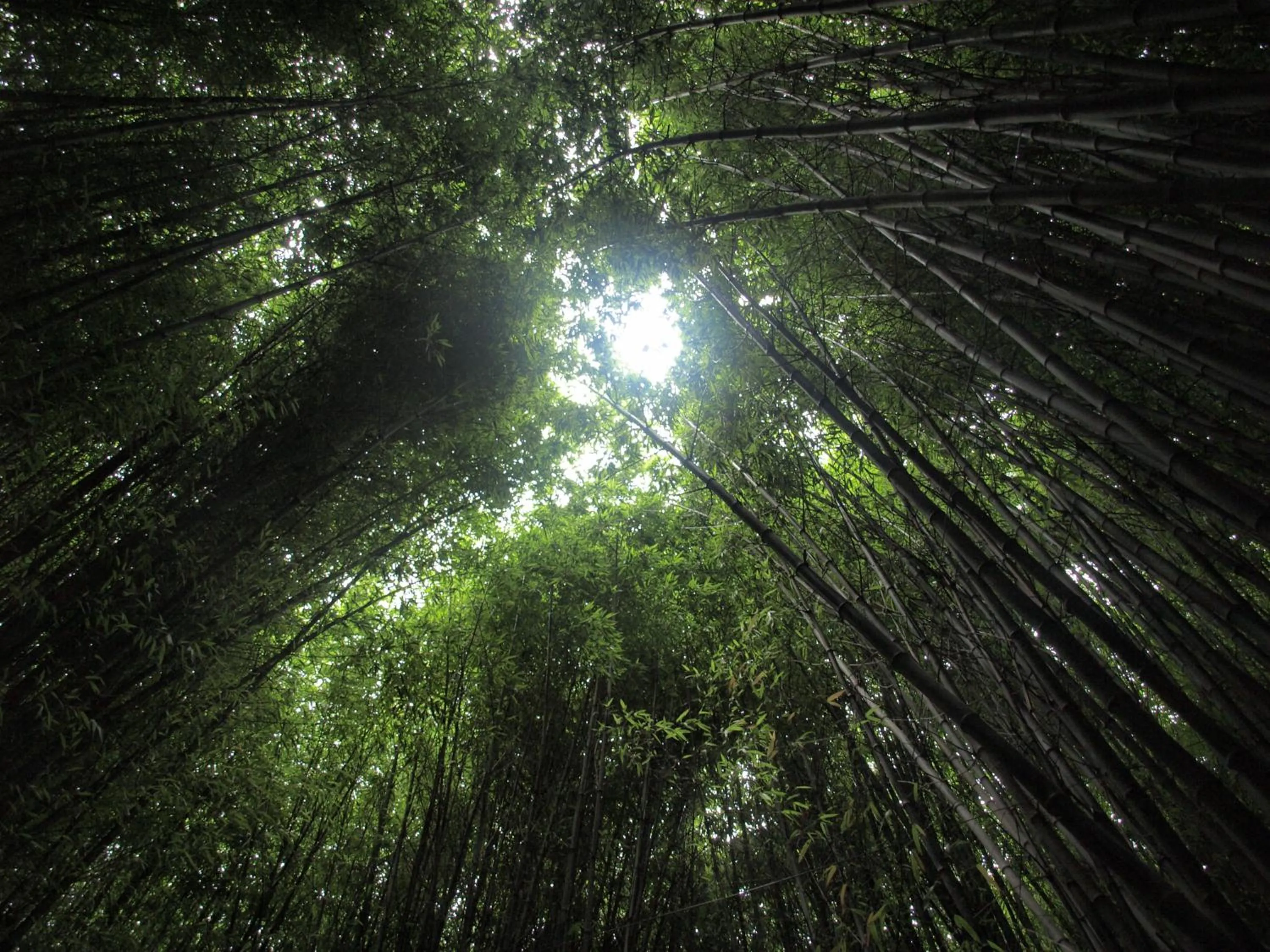 Garden in Balneario Hotel Dávila