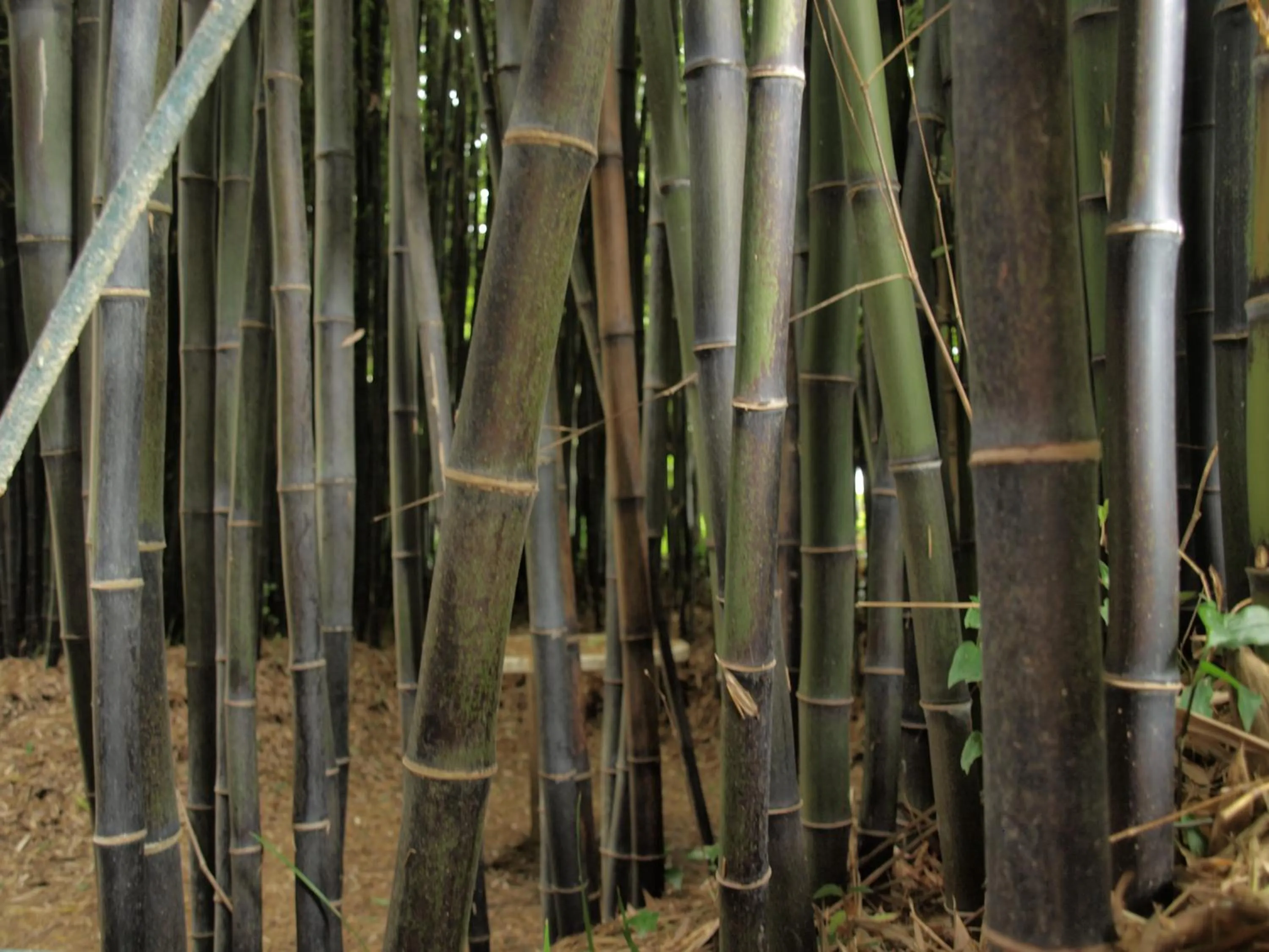 Balneario Hotel Dávila