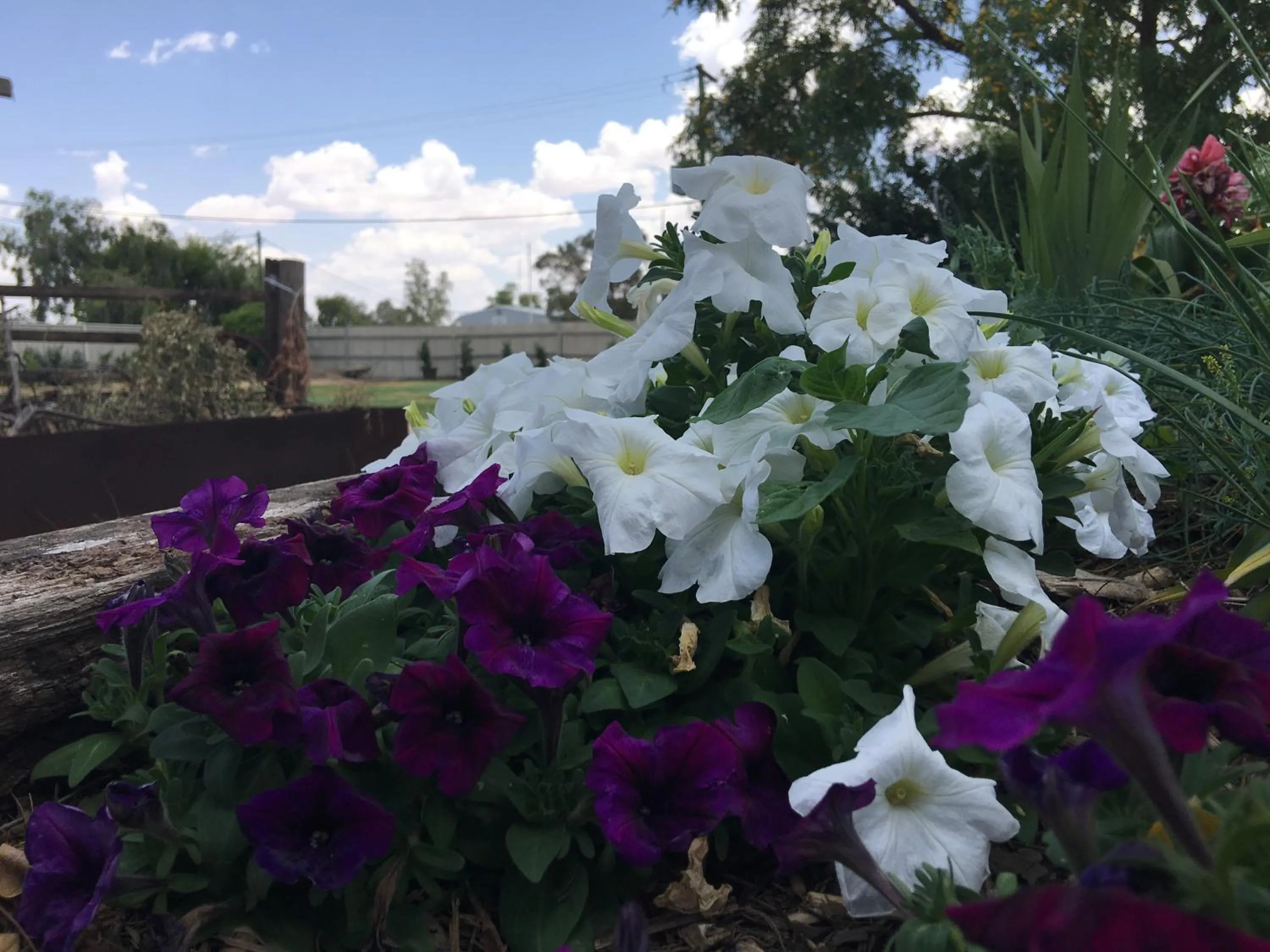 Garden in Club Boutique Hotel Cunnamulla