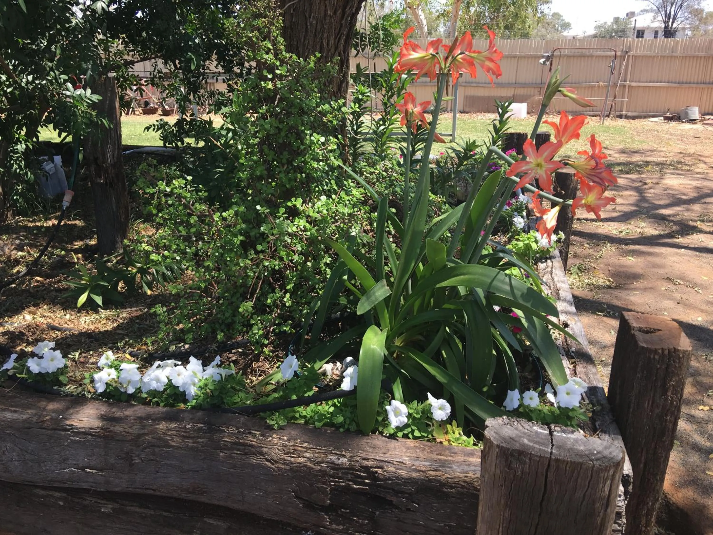 Garden in Club Boutique Hotel Cunnamulla