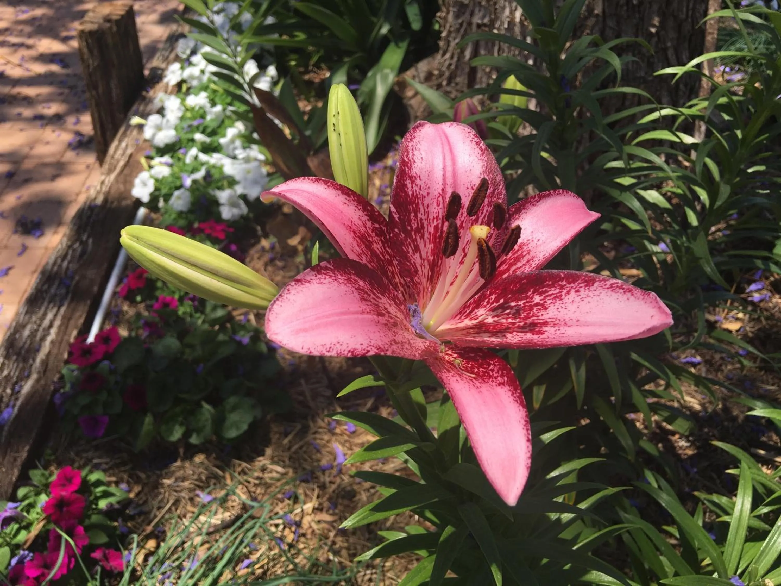 Garden in Club Boutique Hotel Cunnamulla
