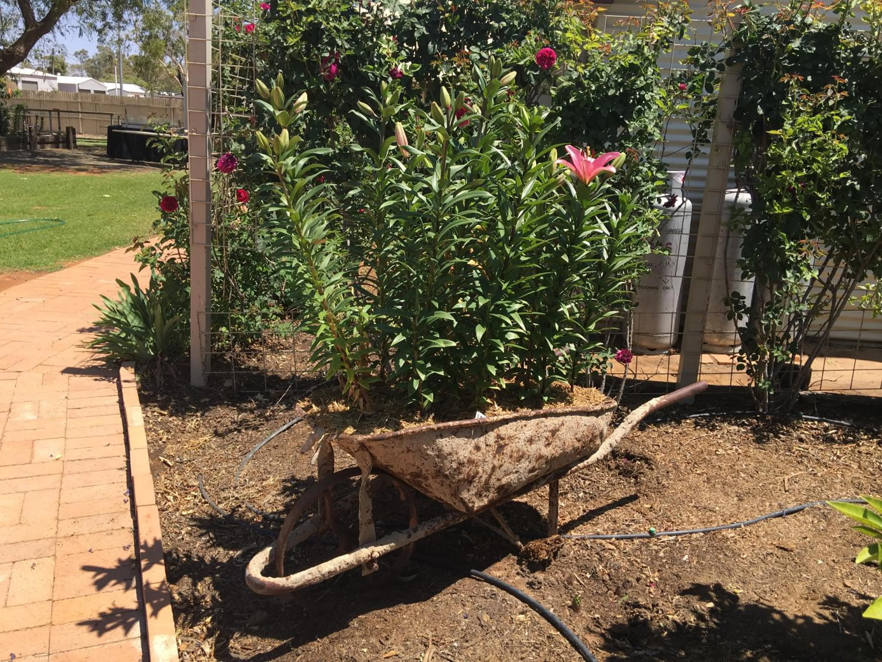 Garden in Club Boutique Hotel Cunnamulla