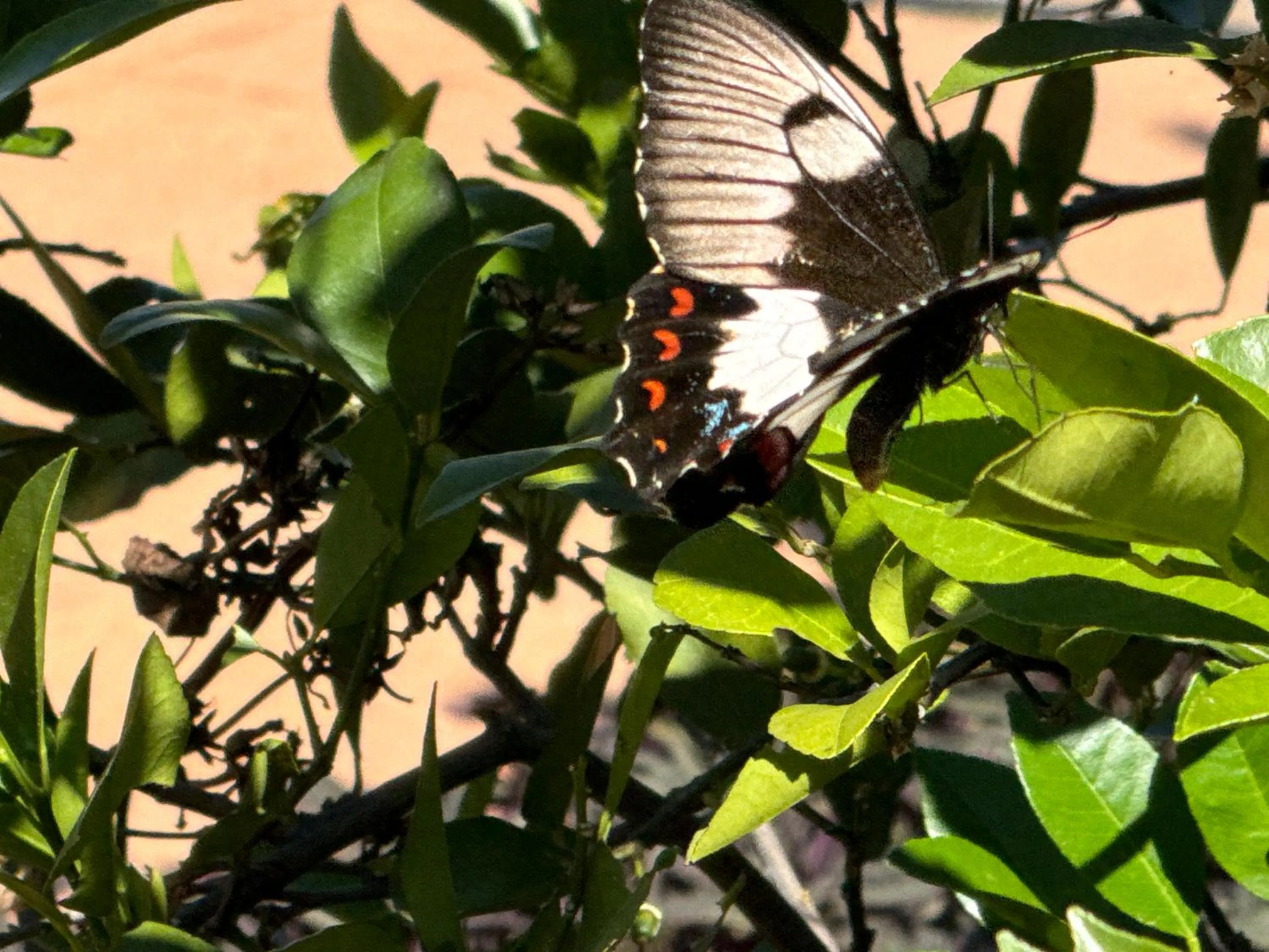 Day in Club Boutique Hotel Cunnamulla