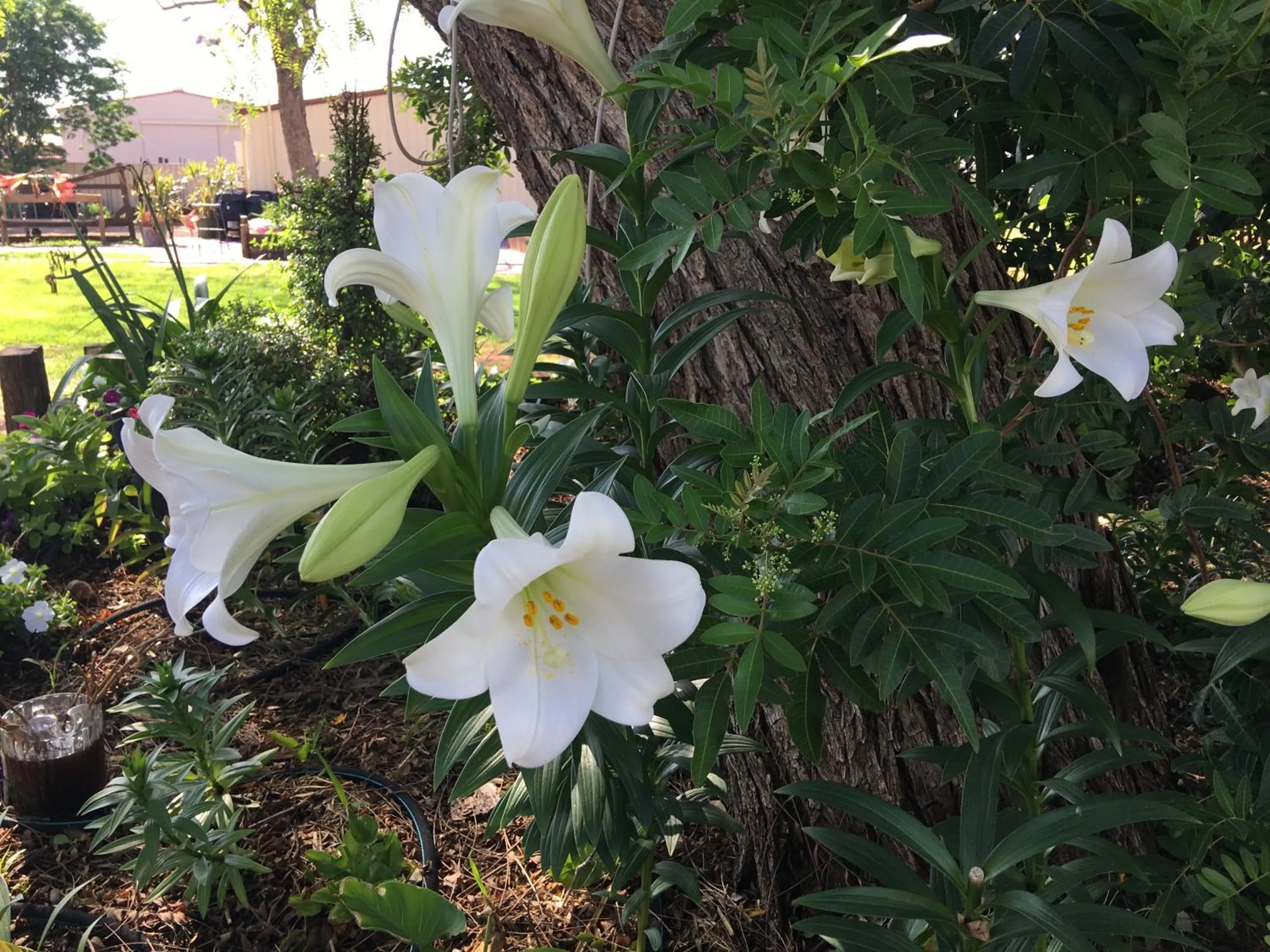 Garden in Club Boutique Hotel Cunnamulla