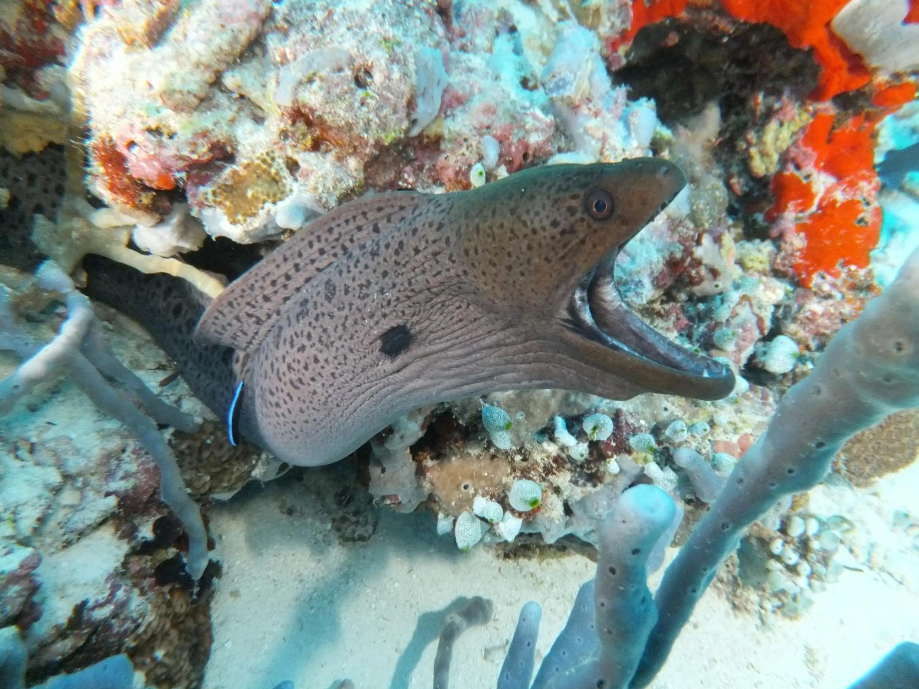 Vaali Maldives Island Escapes & Dive