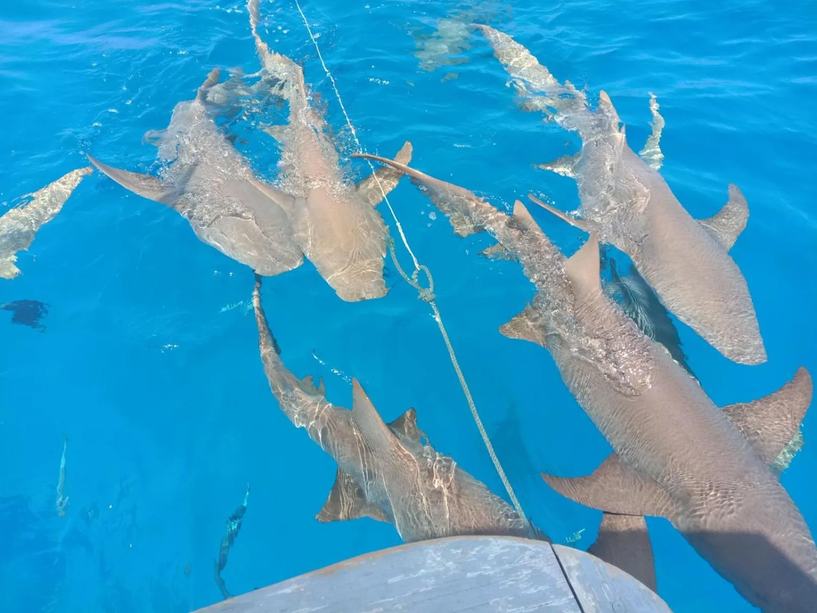 Natural landscape in Vaali Maldives Island Escapes & Dive