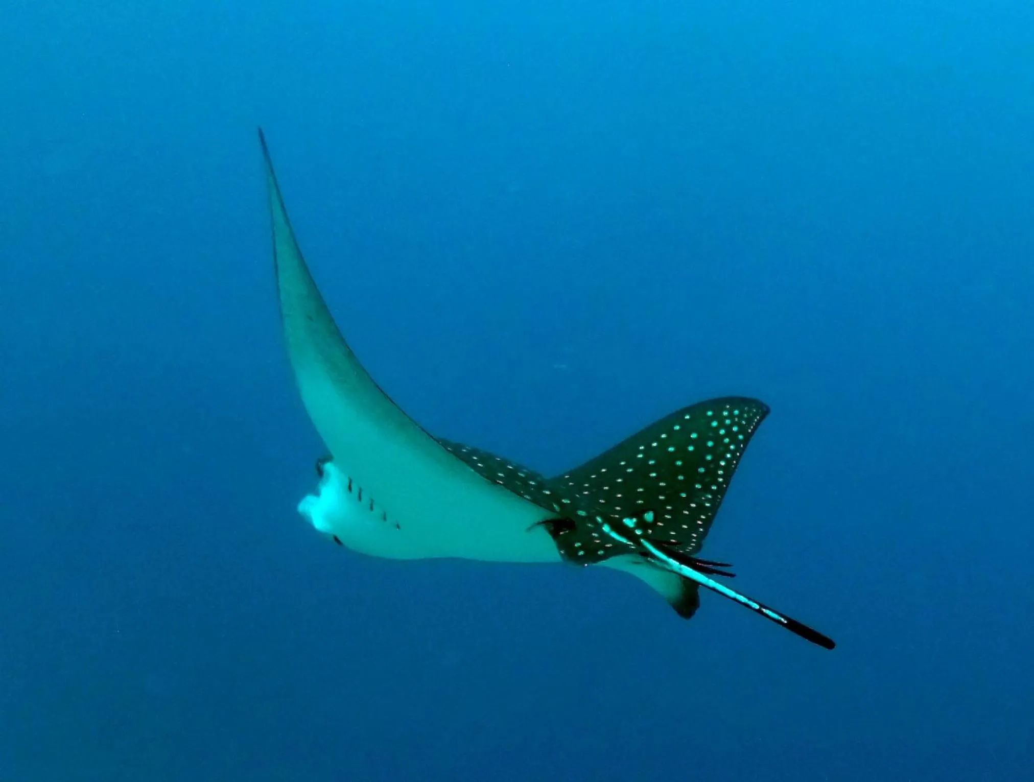 Vaali Maldives Island Escapes & Dive