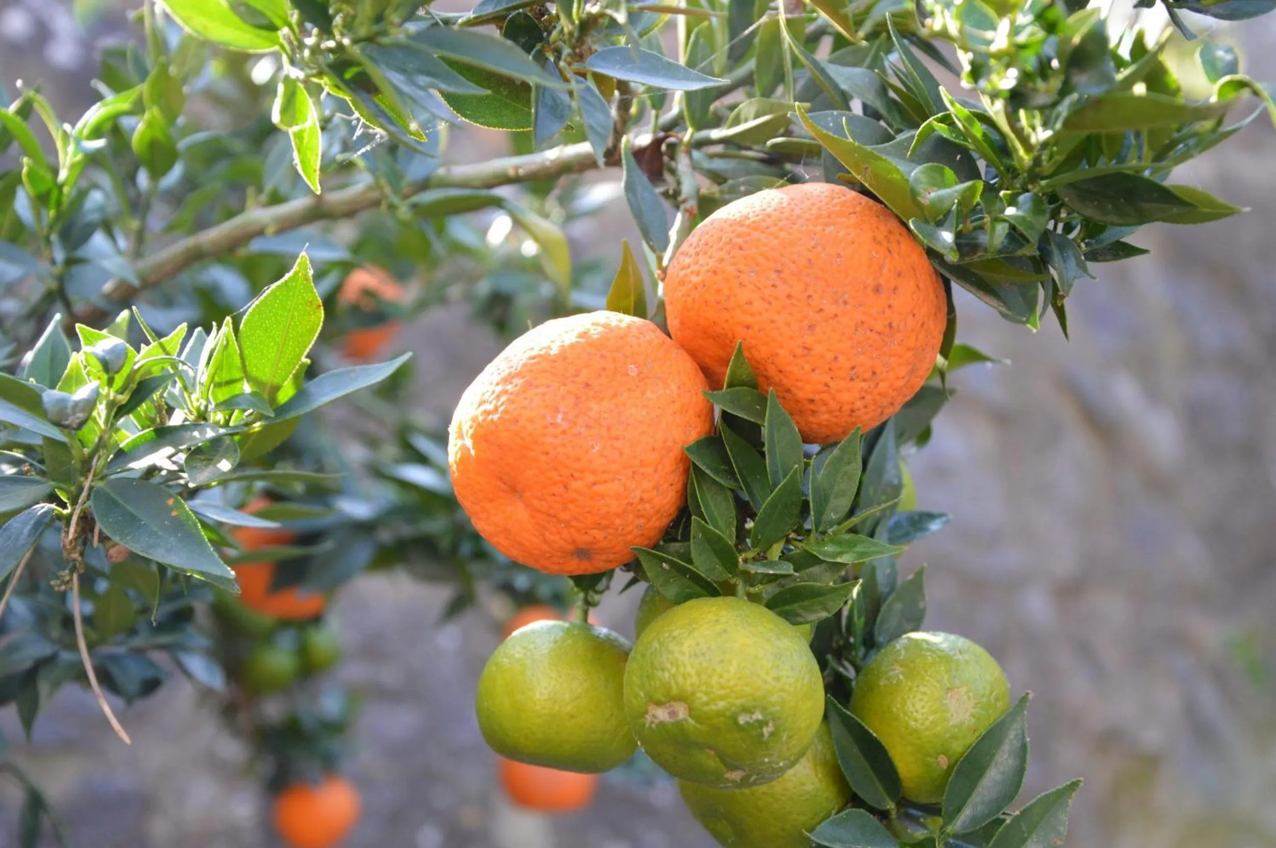 Natural landscape in Agriturismo Tenuta Buon Respiro