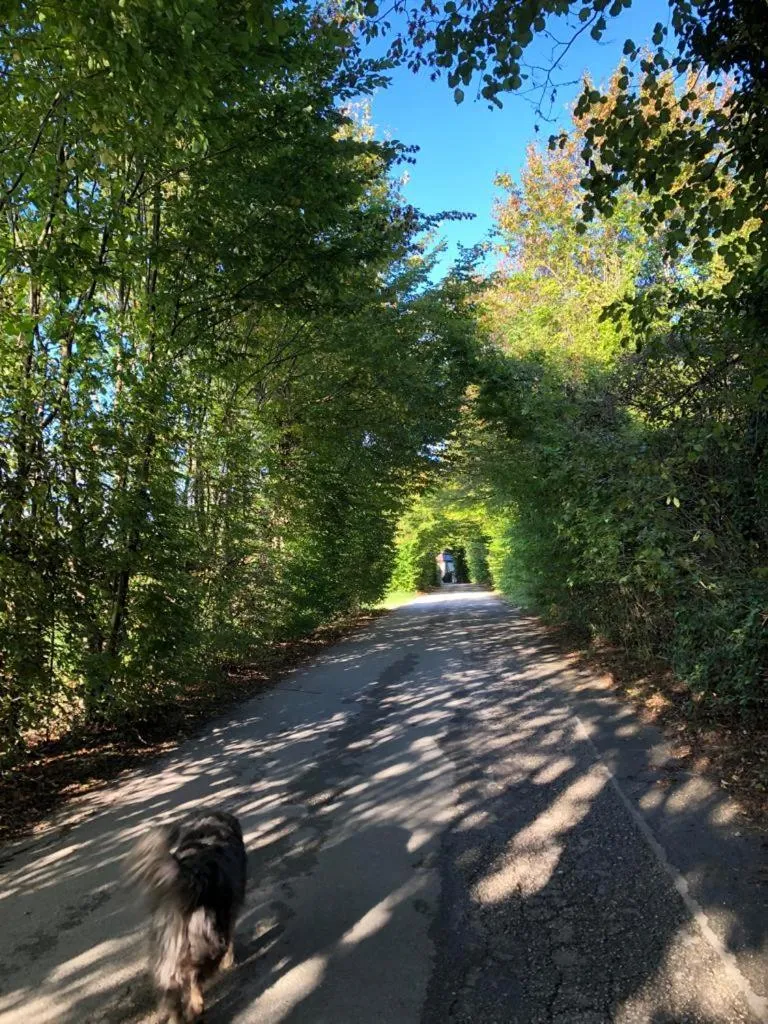 Neighbourhood in B&B COL DE LE MOLE - DOLOMITI BELLUNESI