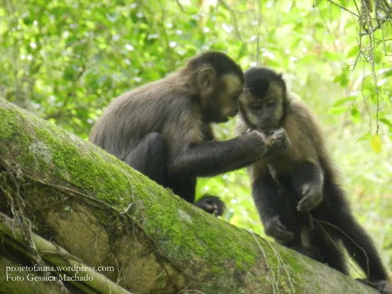 Barra da Tijuca Guest Houses