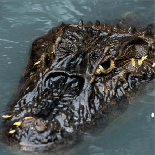 Barra da Tijuca Guest Houses