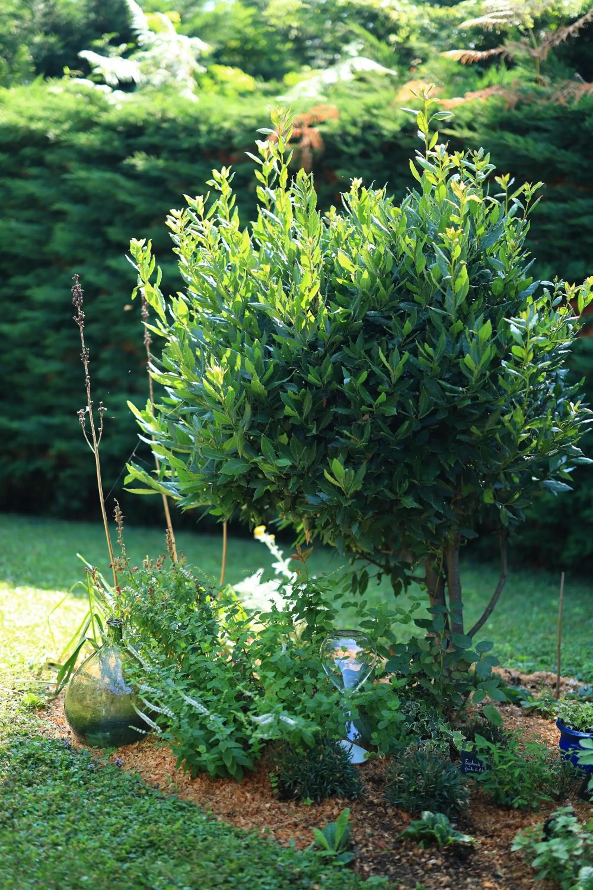 Garden view in A l'Ecole Buissonnière, chambre d'hôtes en Sidobre
