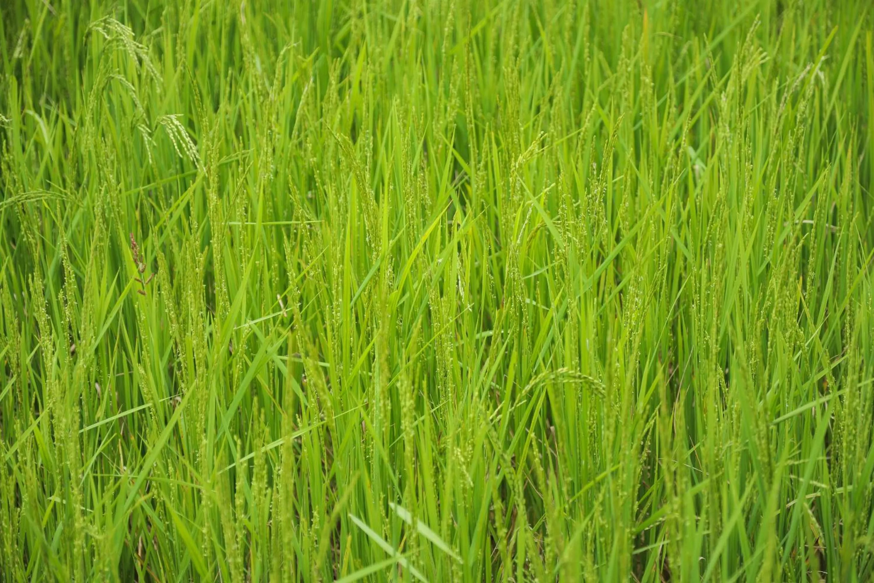 Day in The Woods Resorts Wayanad