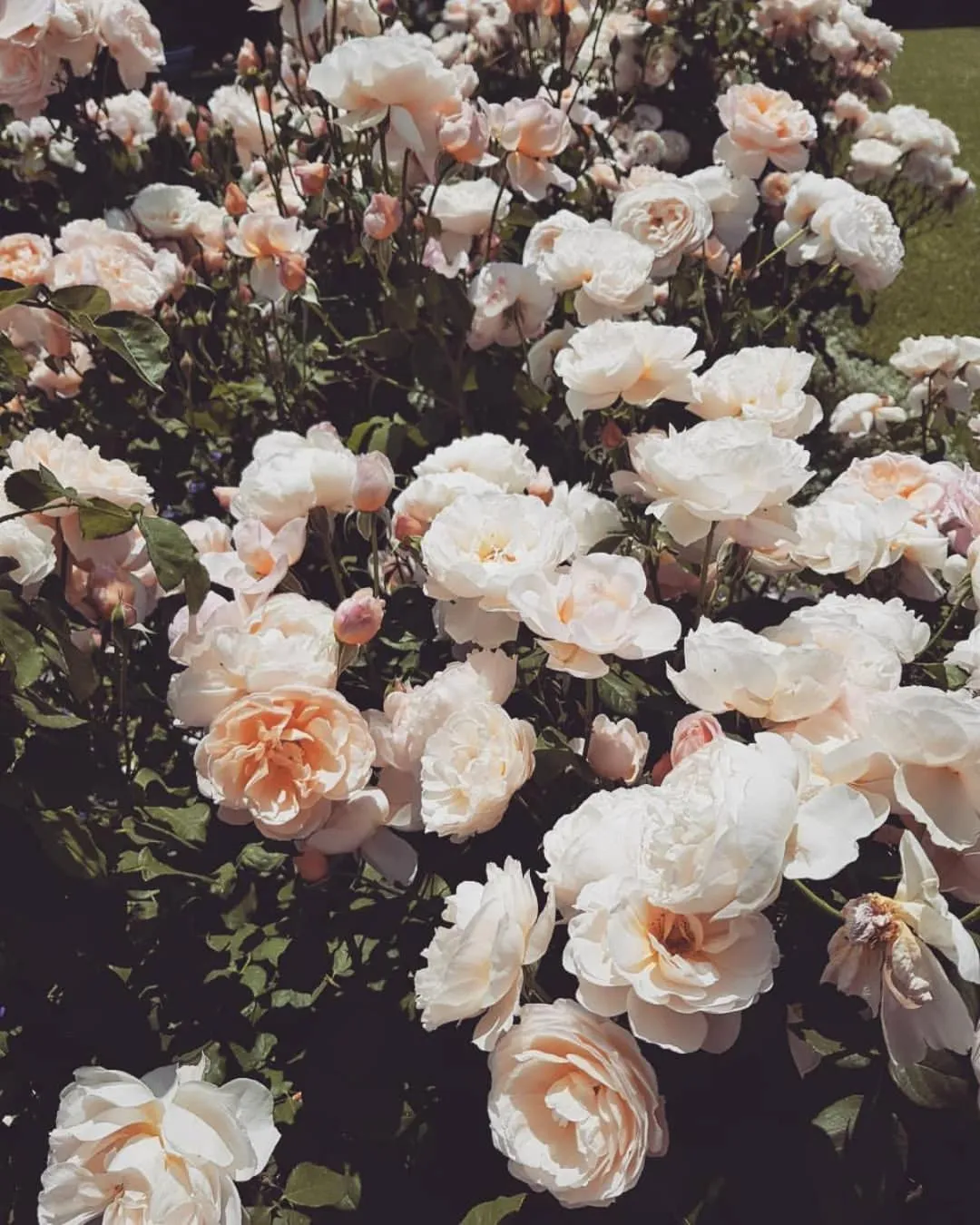 Garden in Burkleigh House