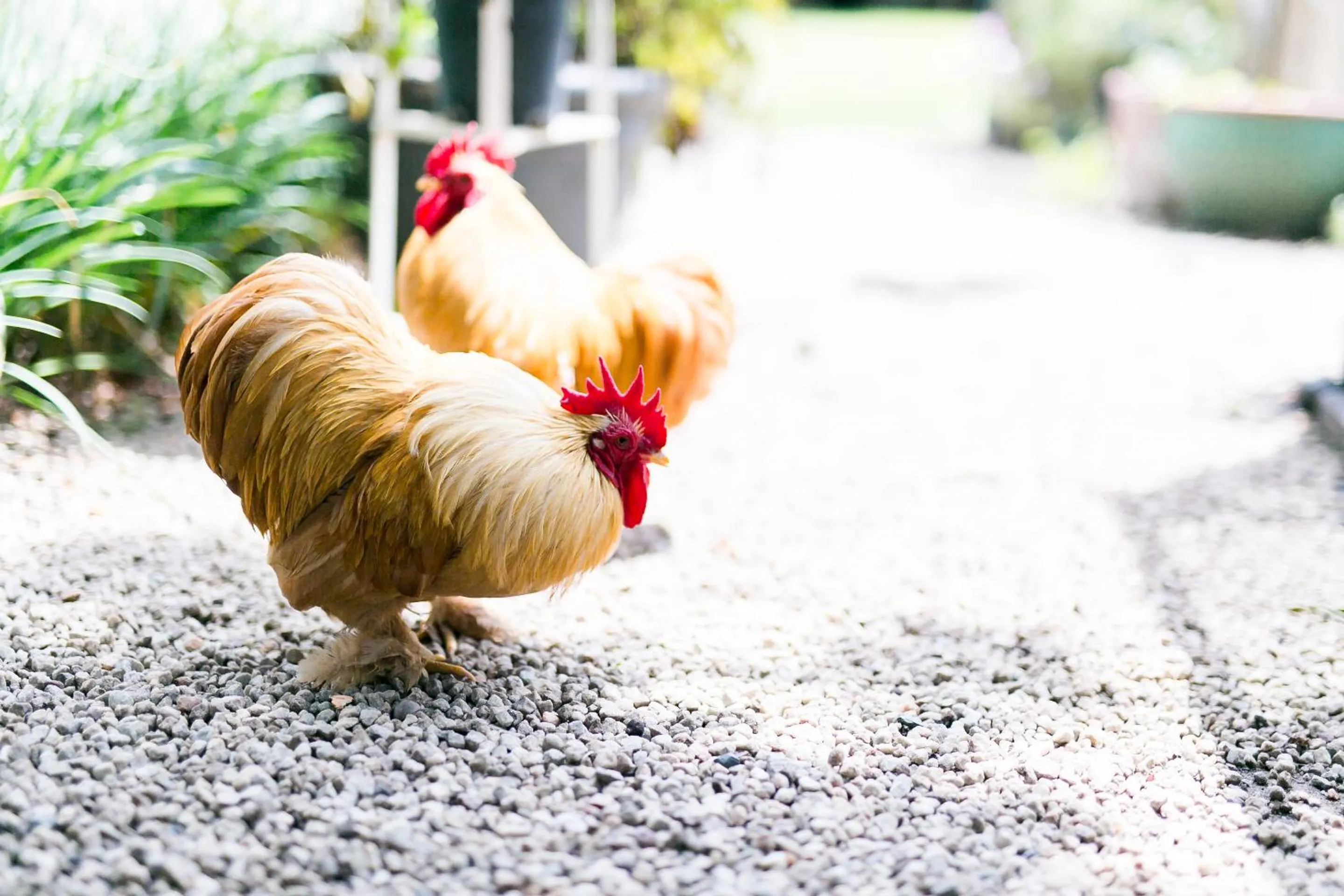 Garden in Burkleigh House