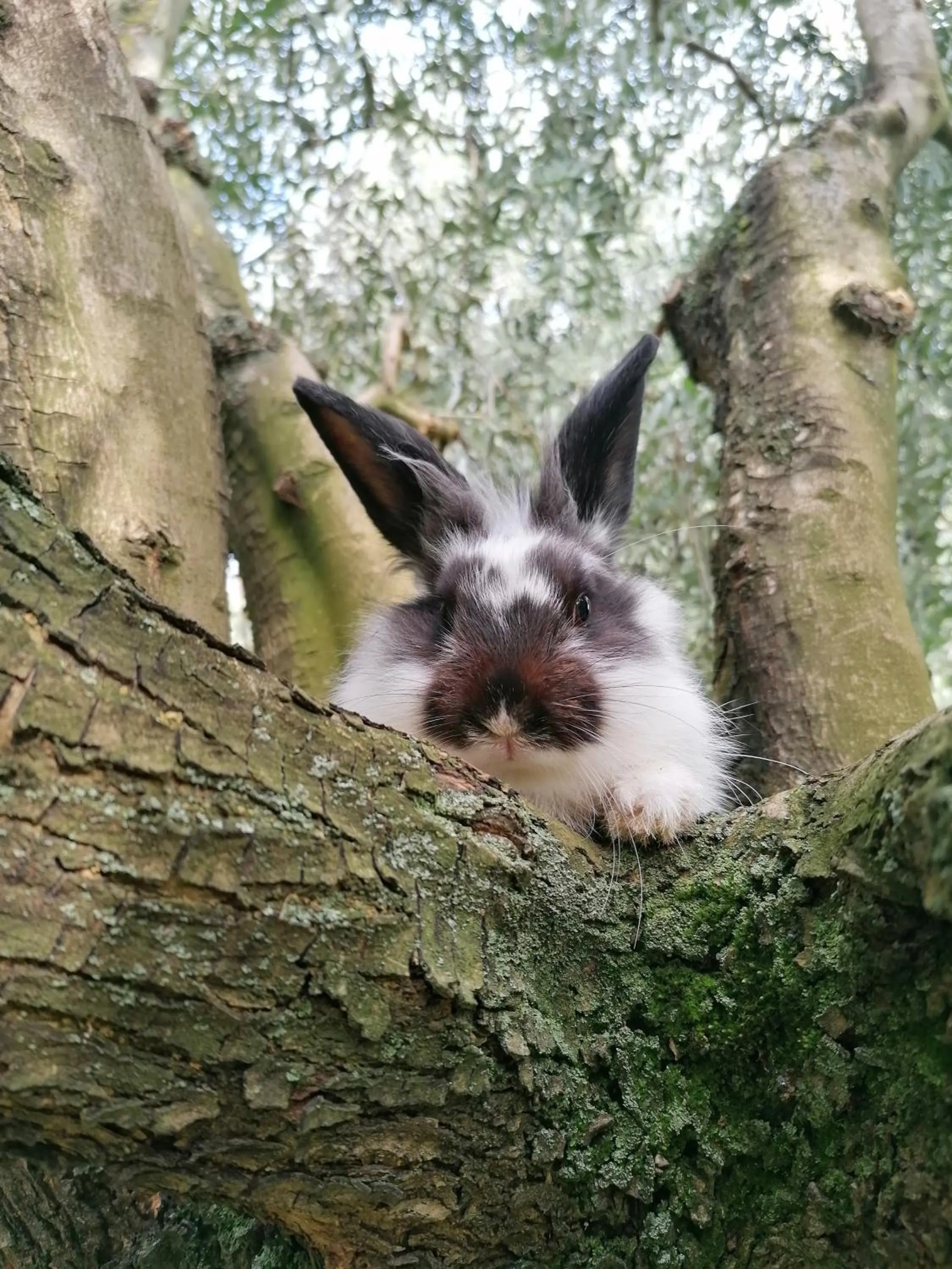 Pets in B&B Solstizio d'estate