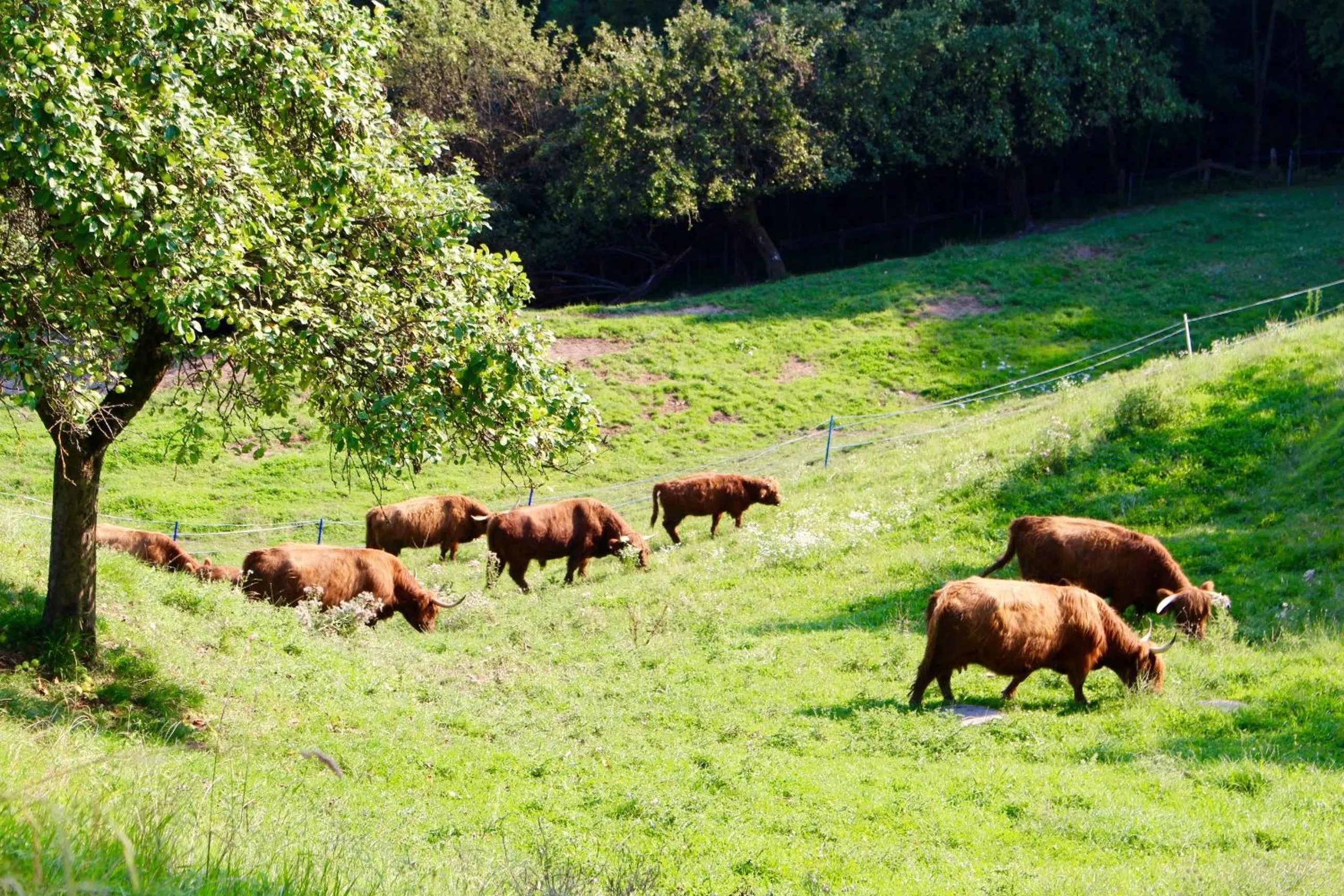 Animals in Gasthof Ölberg
