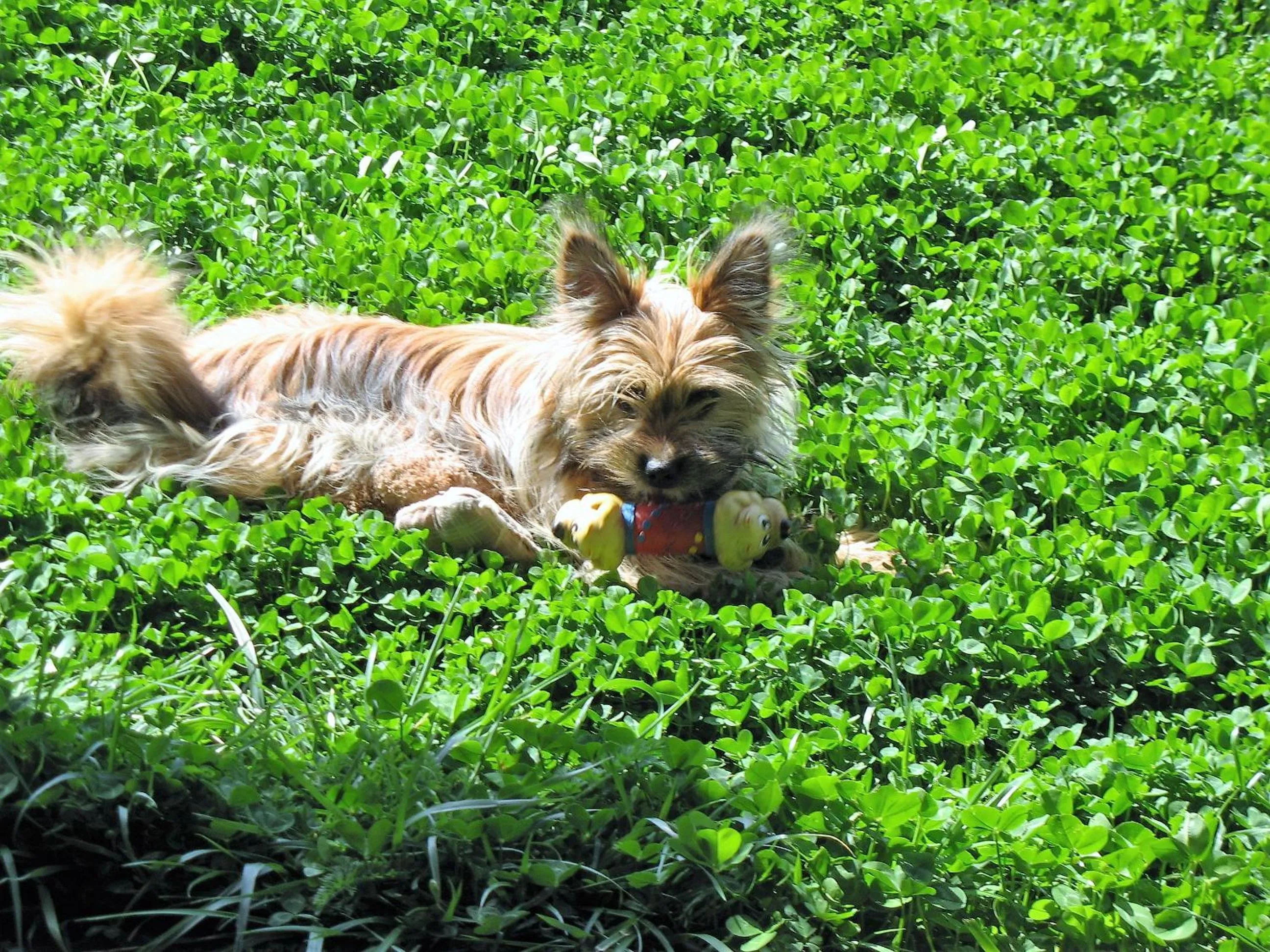 Pets in Hotel Sardus Pater