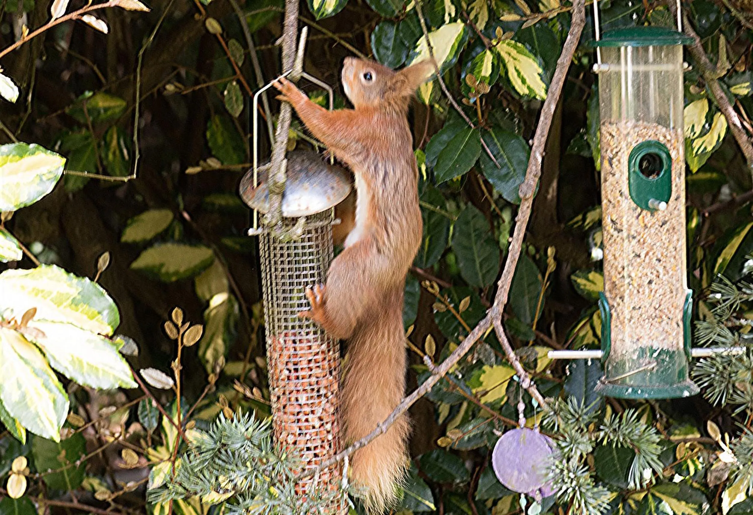 Garden in Ward Avenue B&B